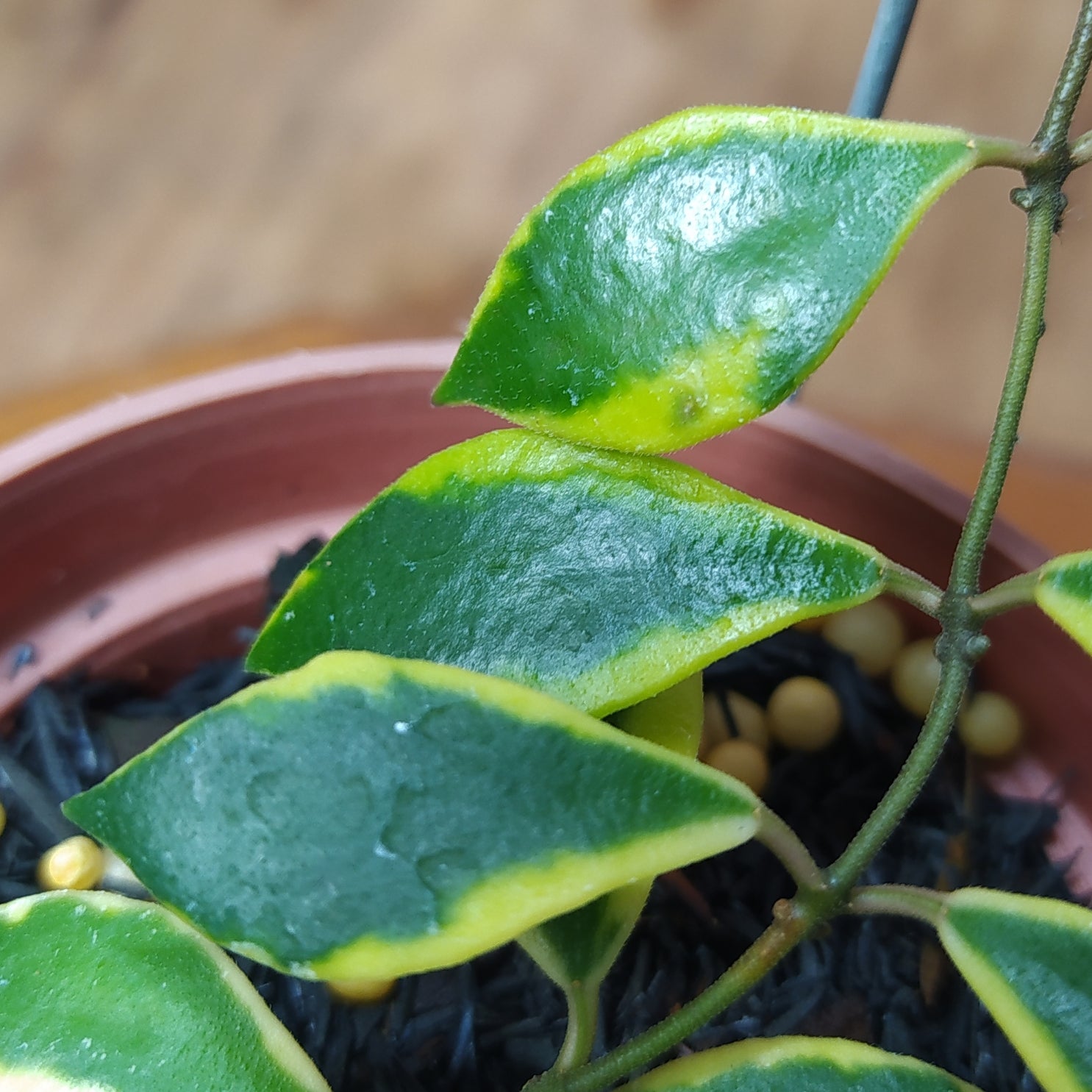 Hoya Bakoensis Albomarginata