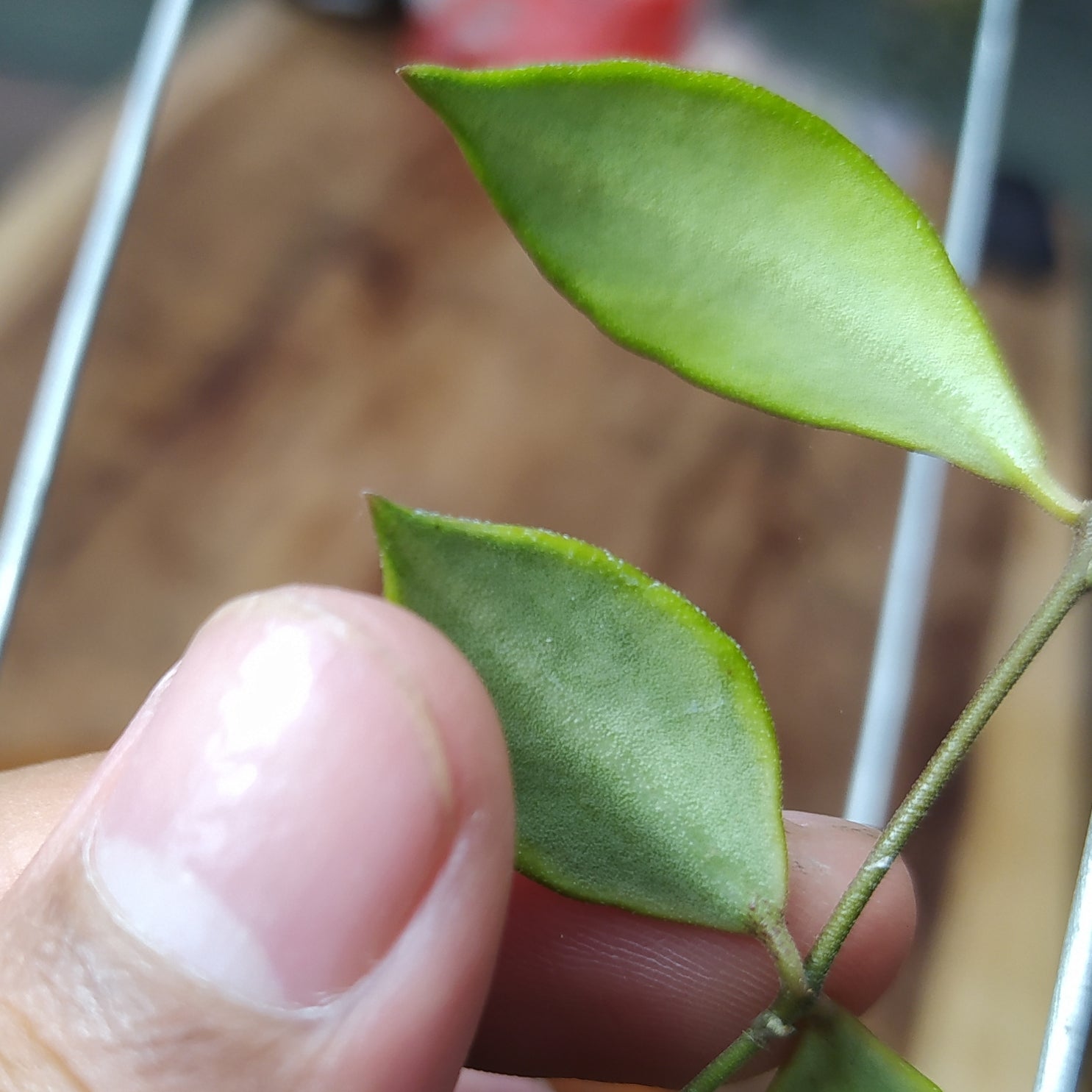 Hoya Bakoensis Albomarginata