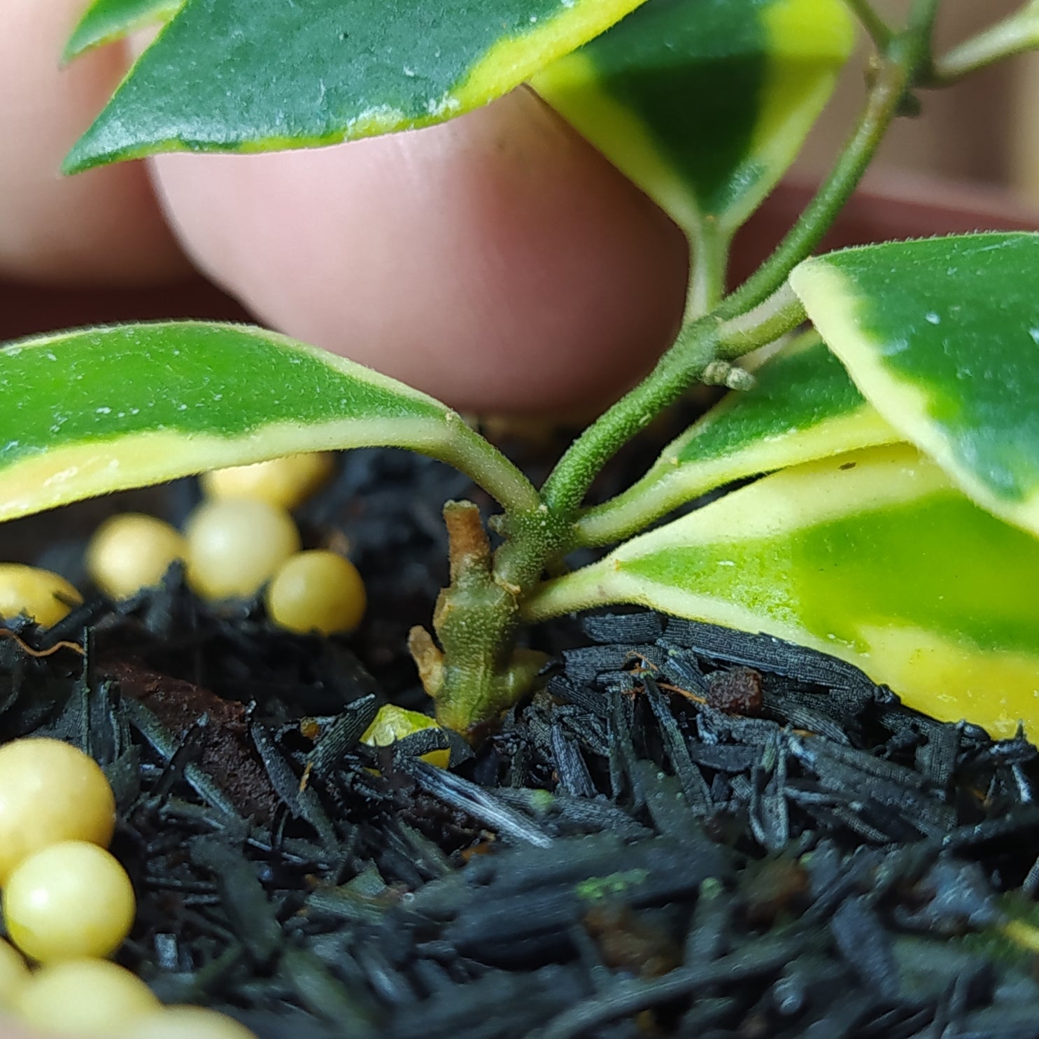 Hoya Bakoensis Albomarginata