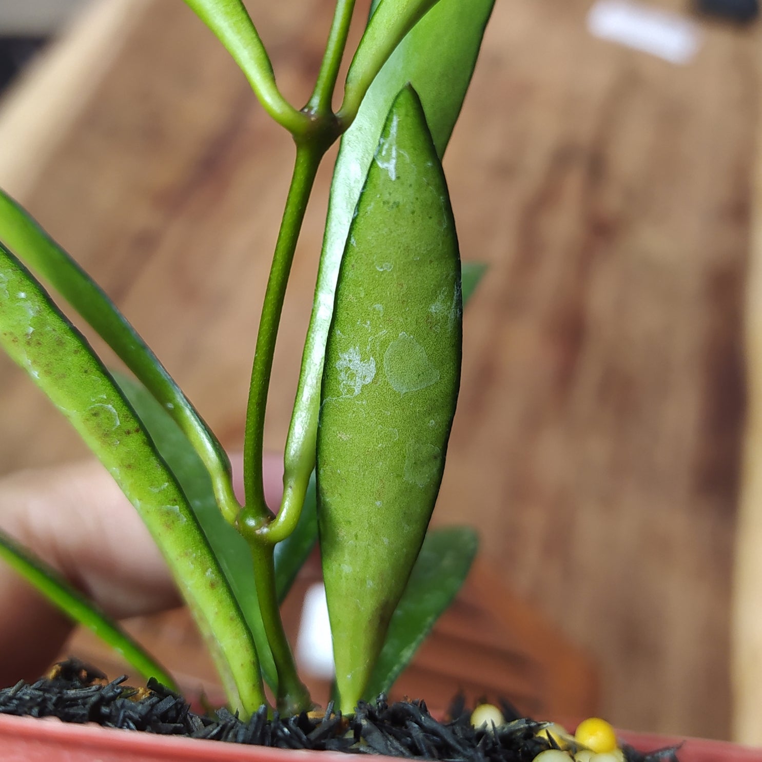 Hoya Bamboo Leaf Last Splash