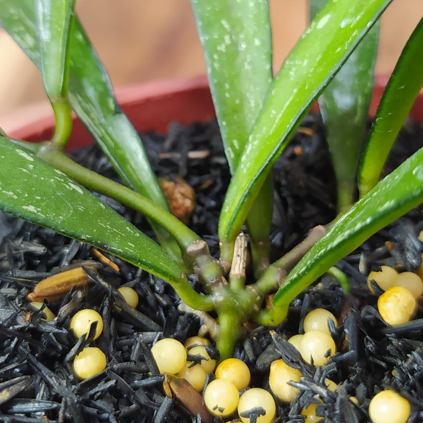 Hoya Bamboo Leaf Last Splash