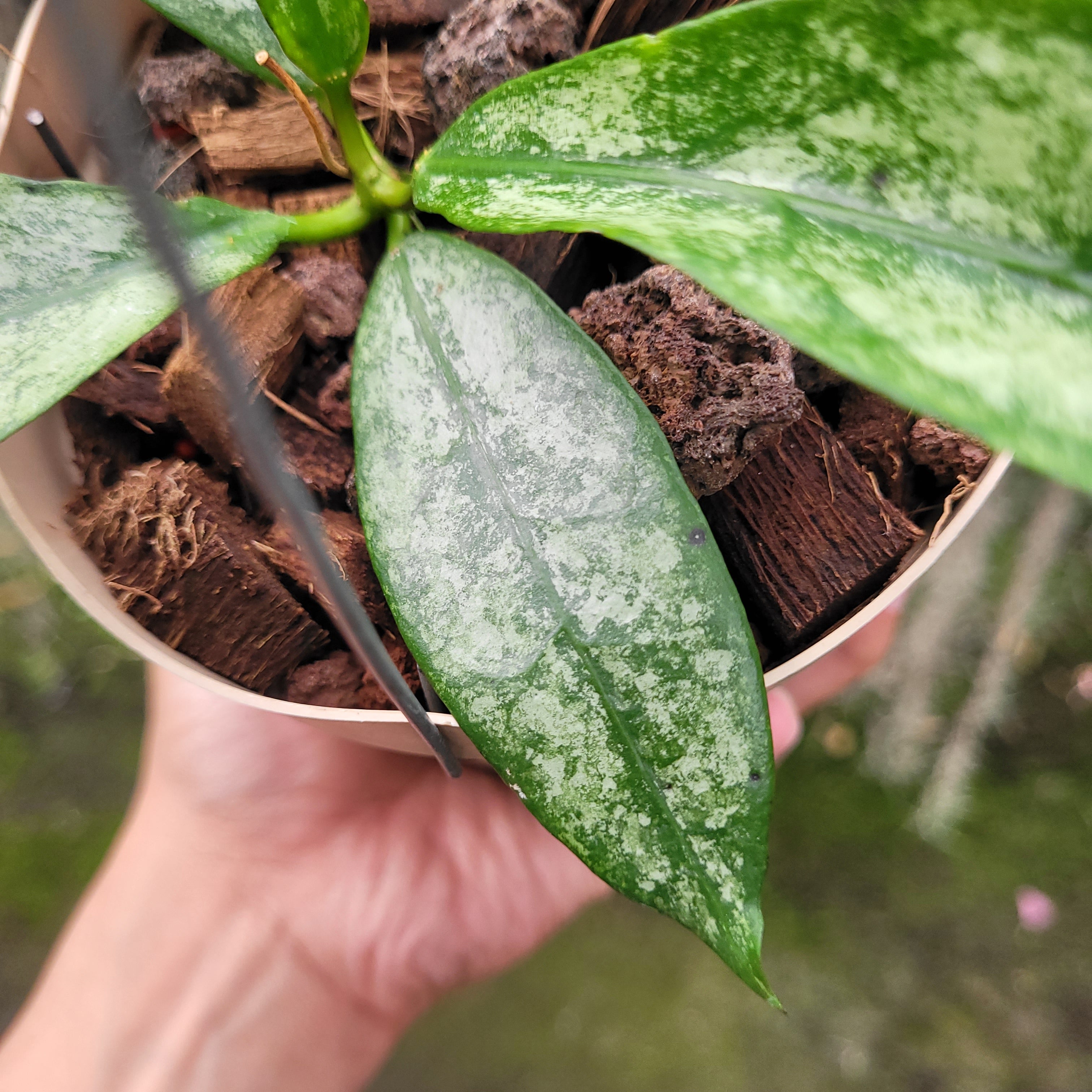 Hoya Buntokensis Purnama