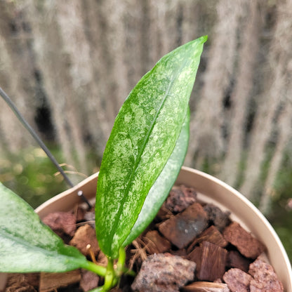 Hoya Buntokensis Purnama