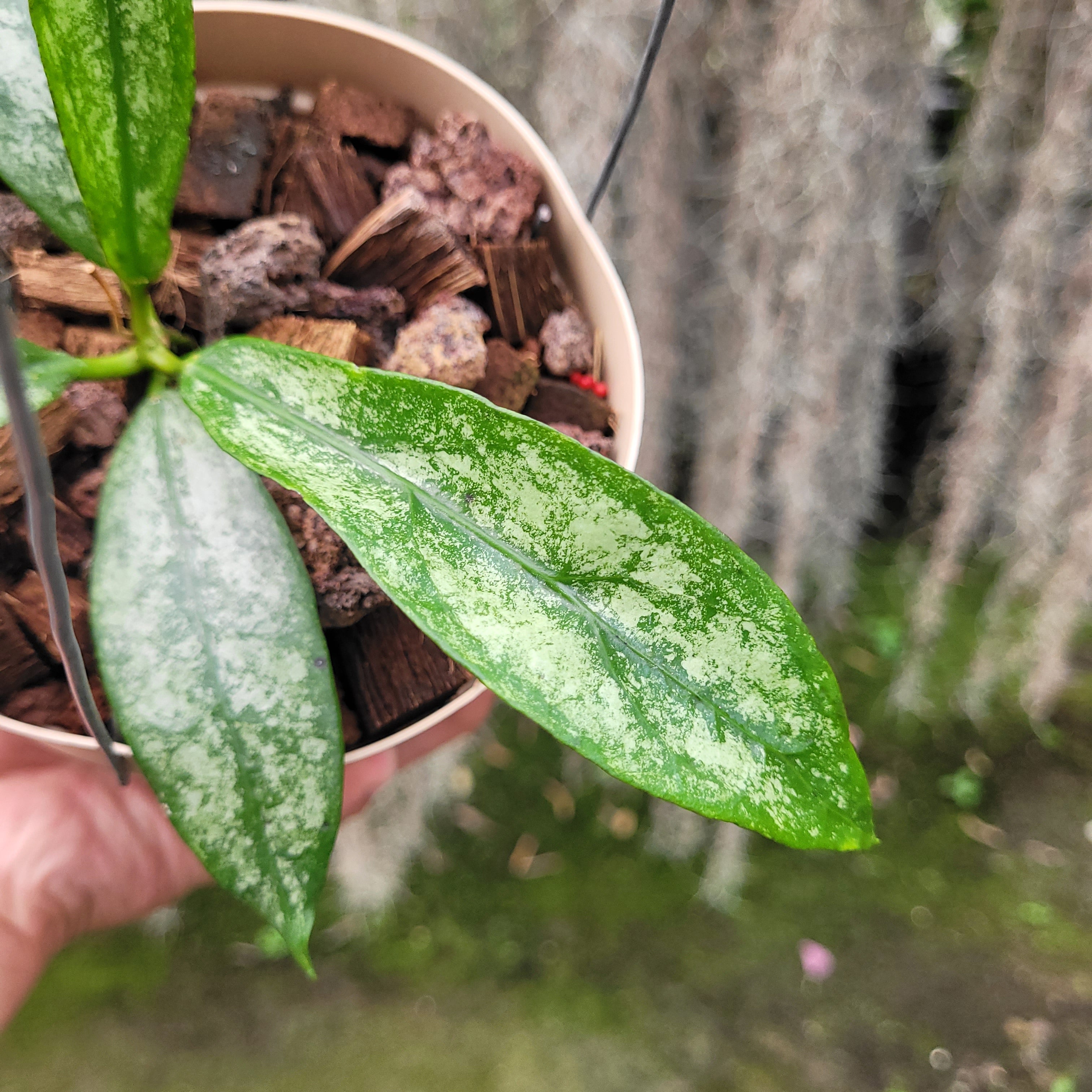 Hoya Buntokensis Purnama