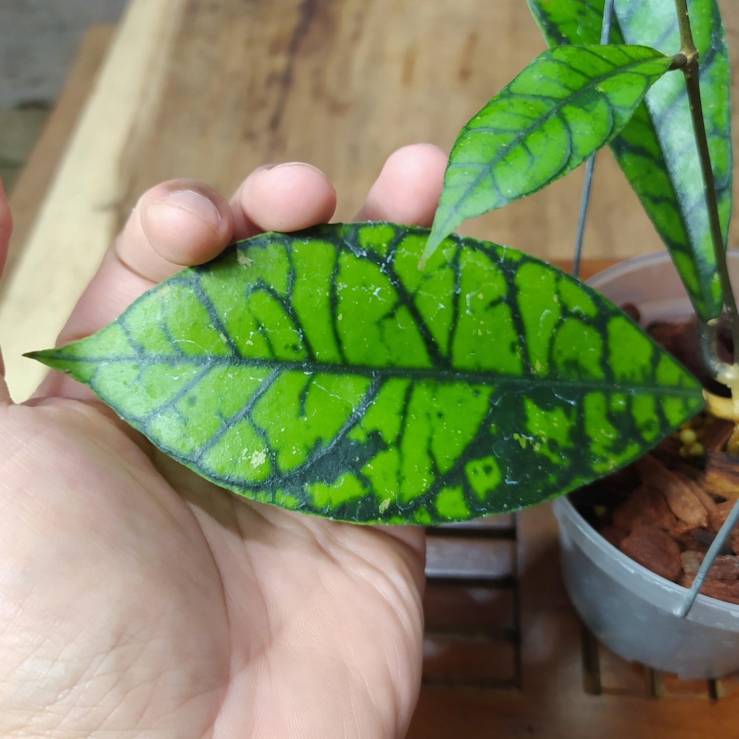 Hoya Callistophylla Zebra