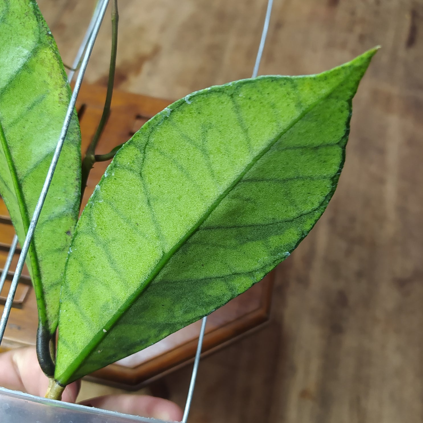 Hoya Callistophylla Zebra