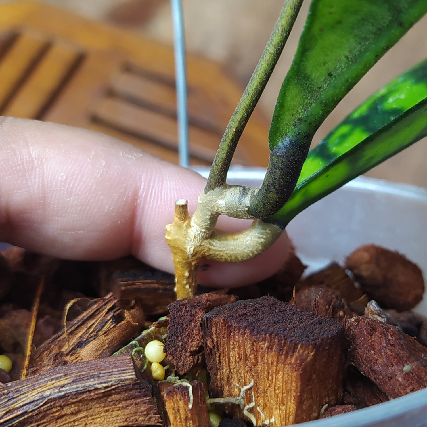 Hoya Callistophylla Zebra