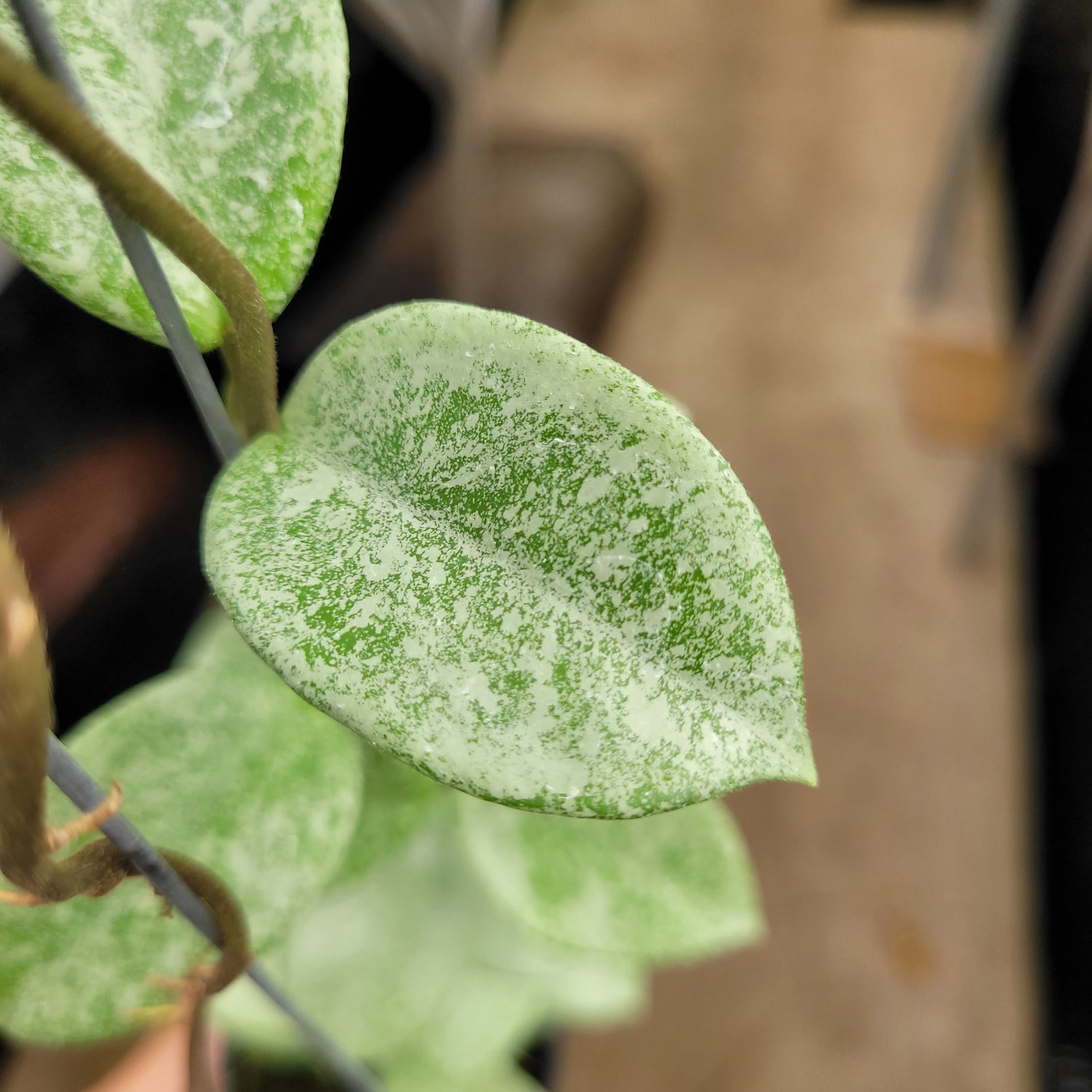 Hoya Carnosa Nova Ghost