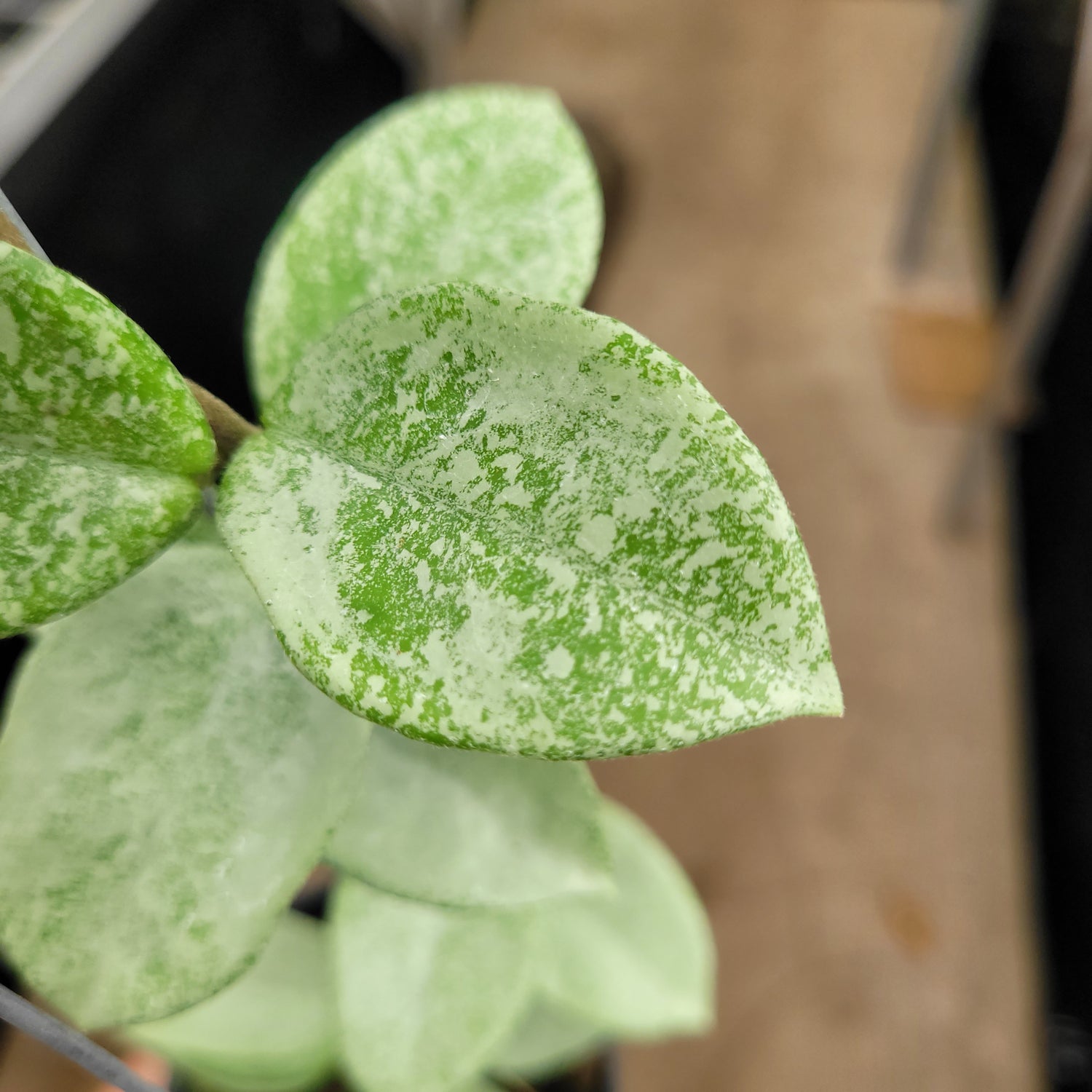 Hoya Carnosa Nova Ghost