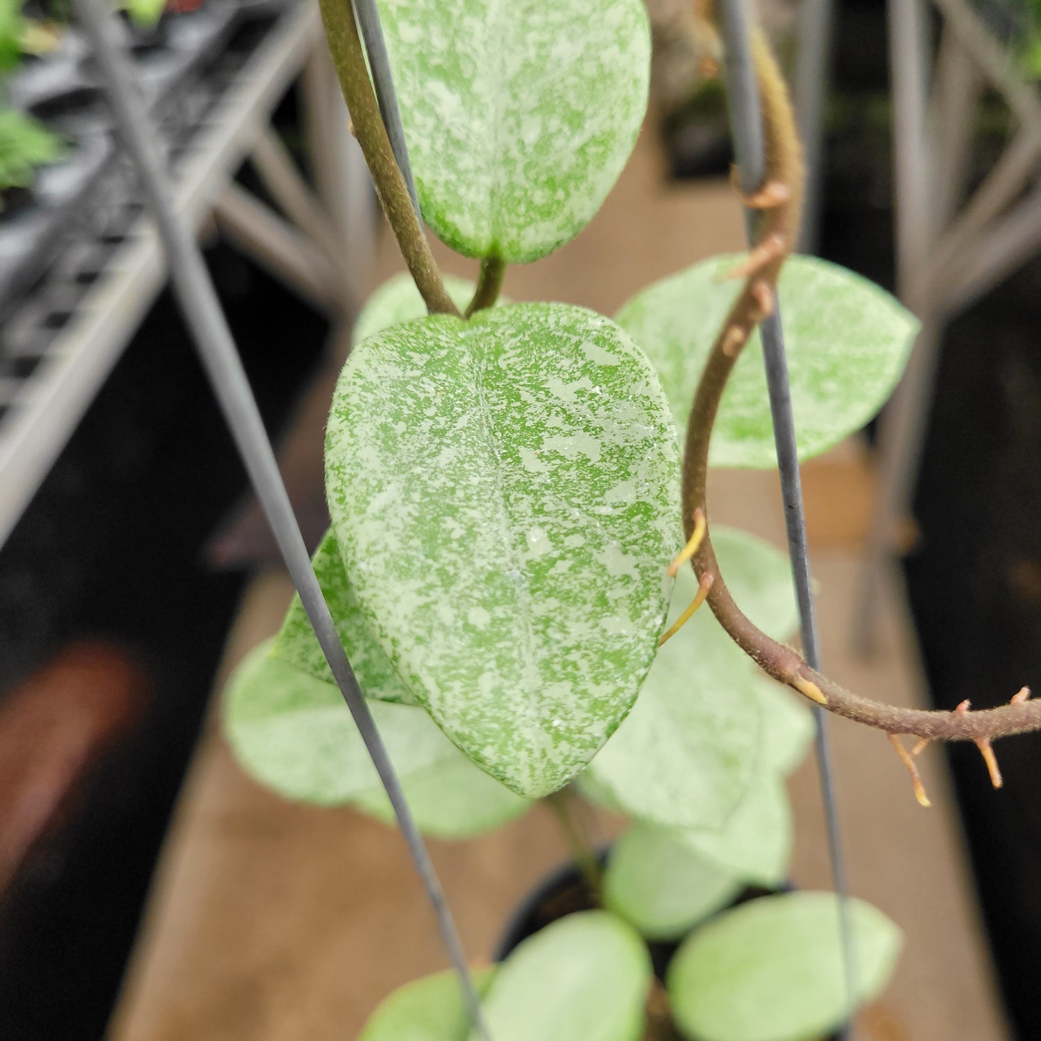 Hoya Carnosa Nova Ghost