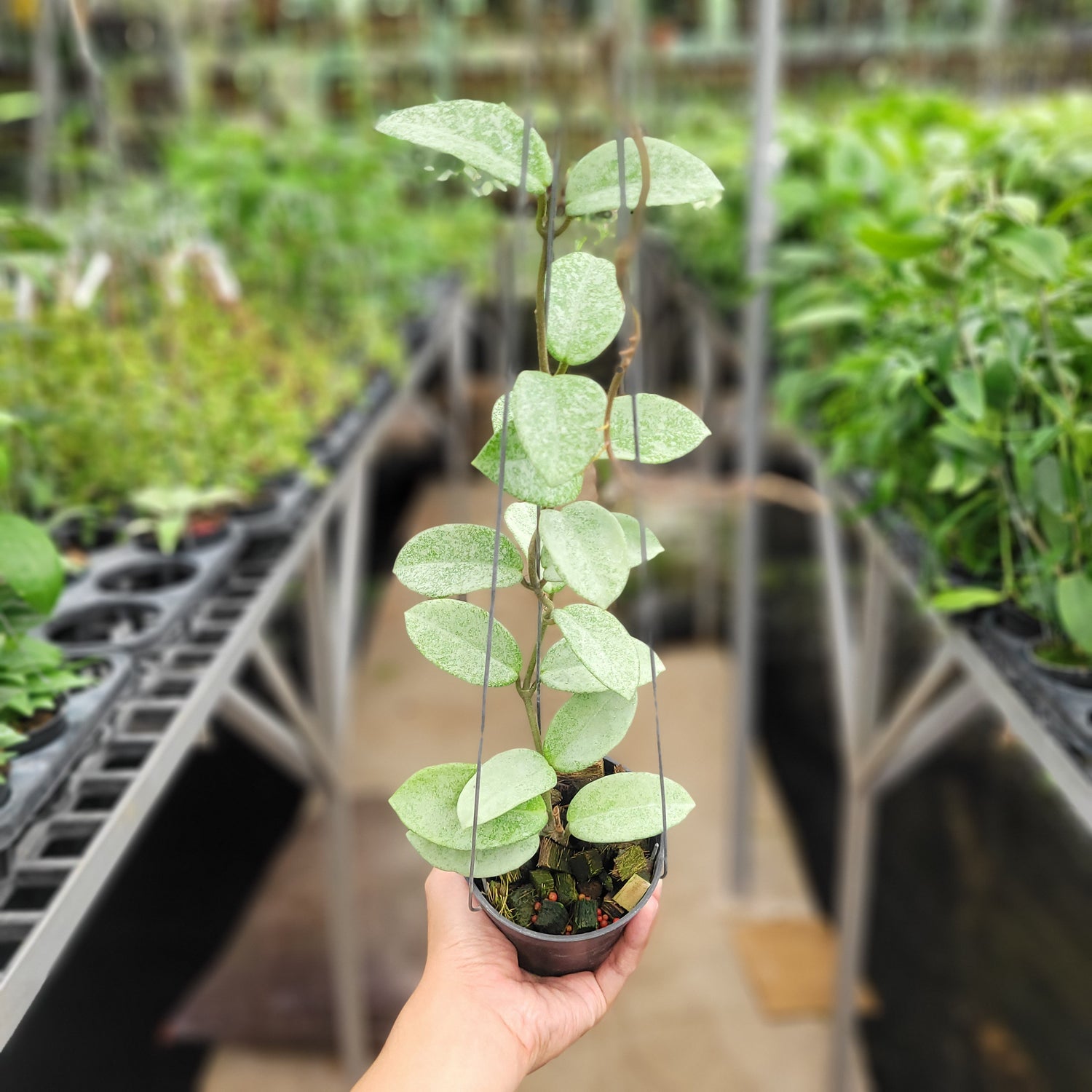 Hoya Carnosa Nova Ghost