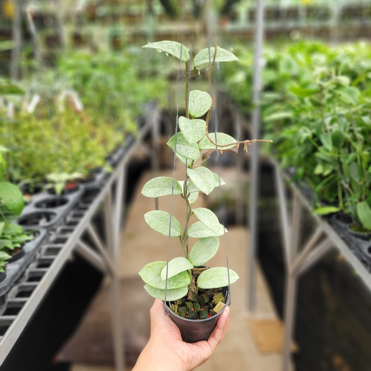 Hoya Carnosa Nova Ghost