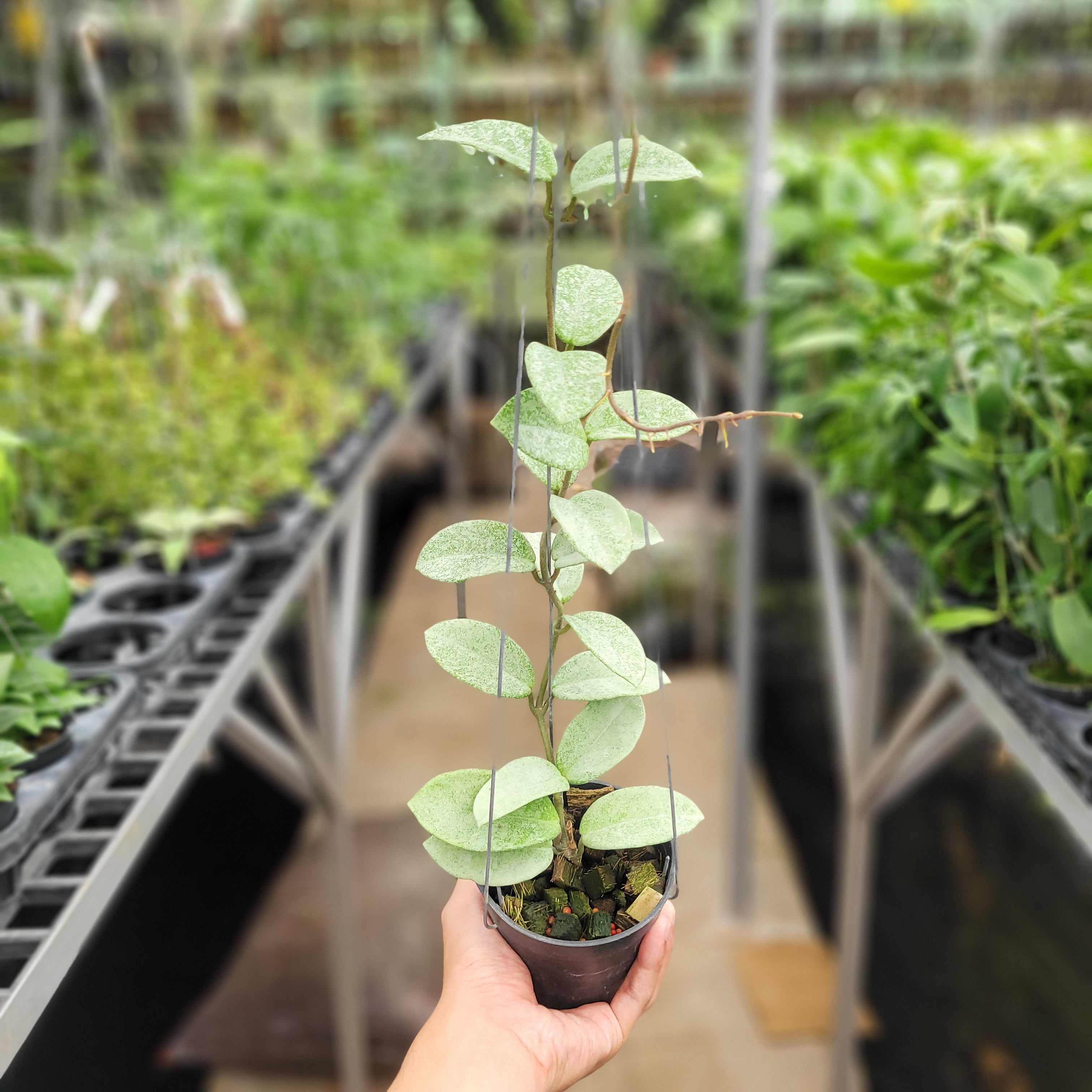 Hoya Carnosa Nova Ghost