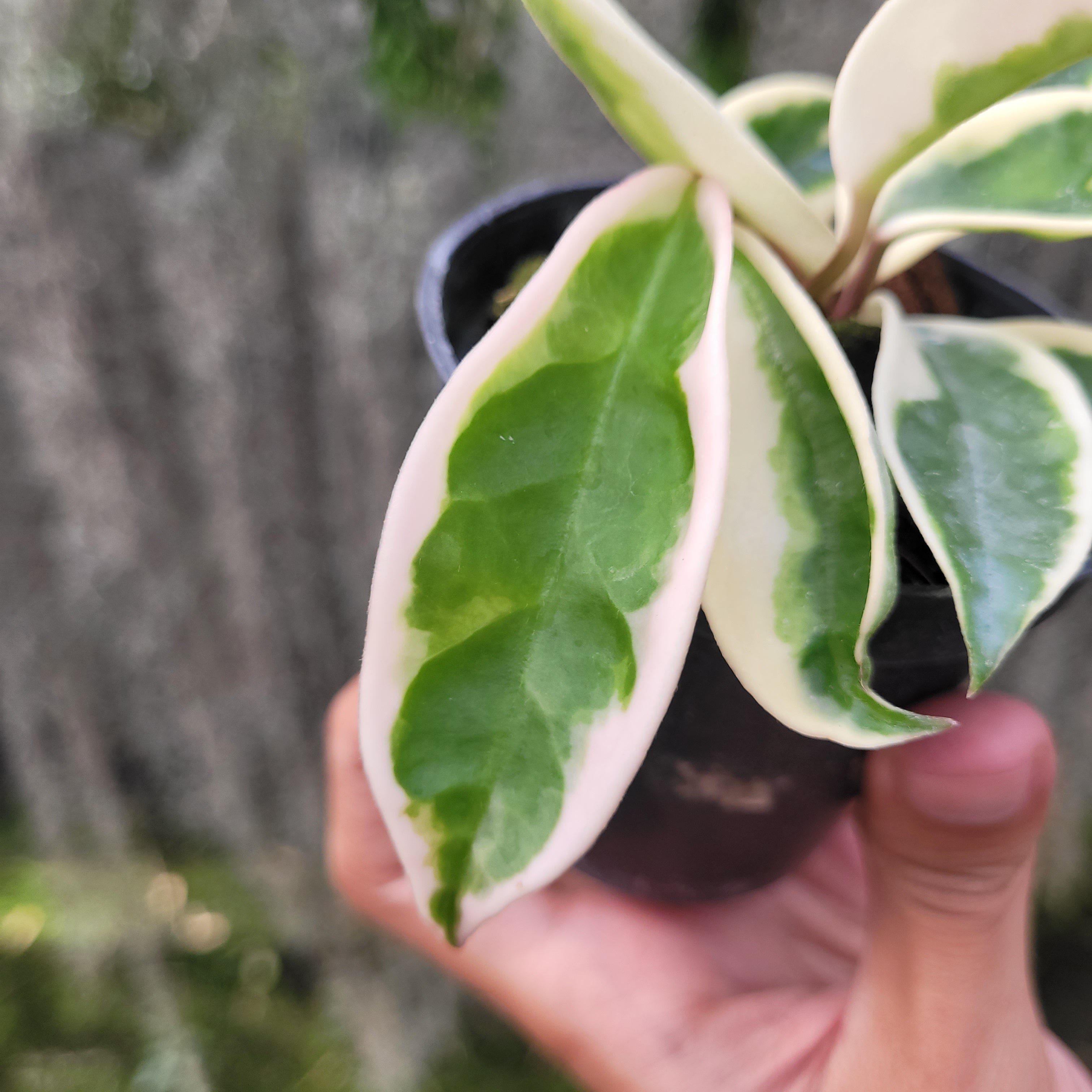 Hoya Carnosa Suzie-Q