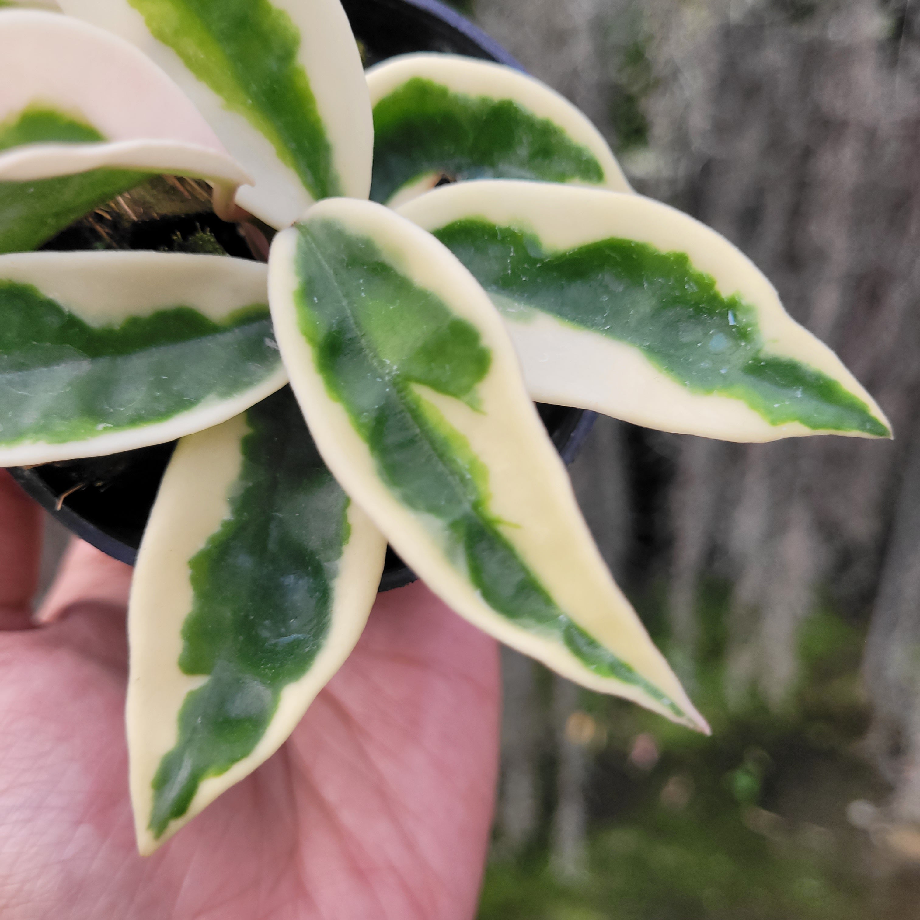 Hoya Carnosa Suzie-Q