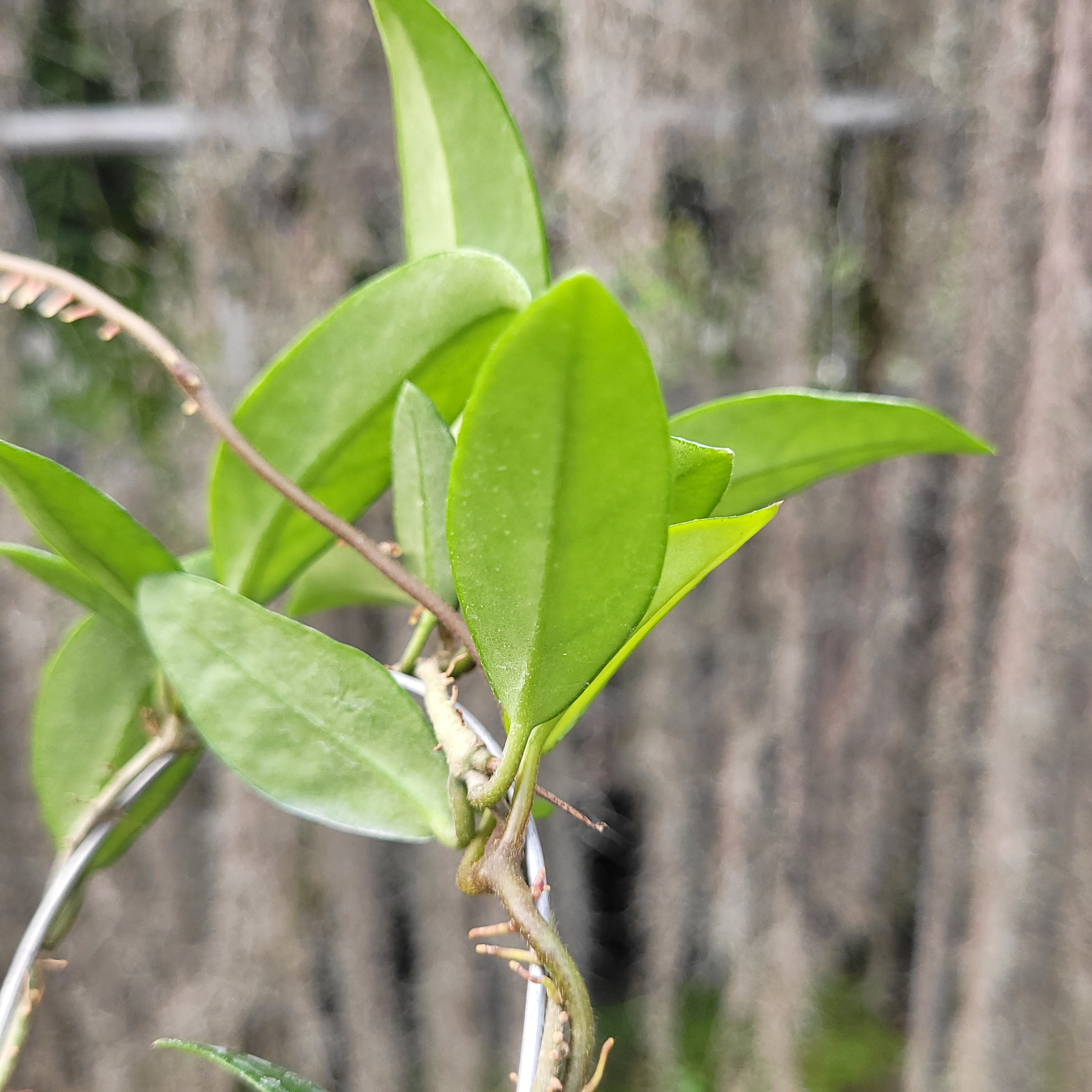 Hoya Carnosa Wilbur Graves