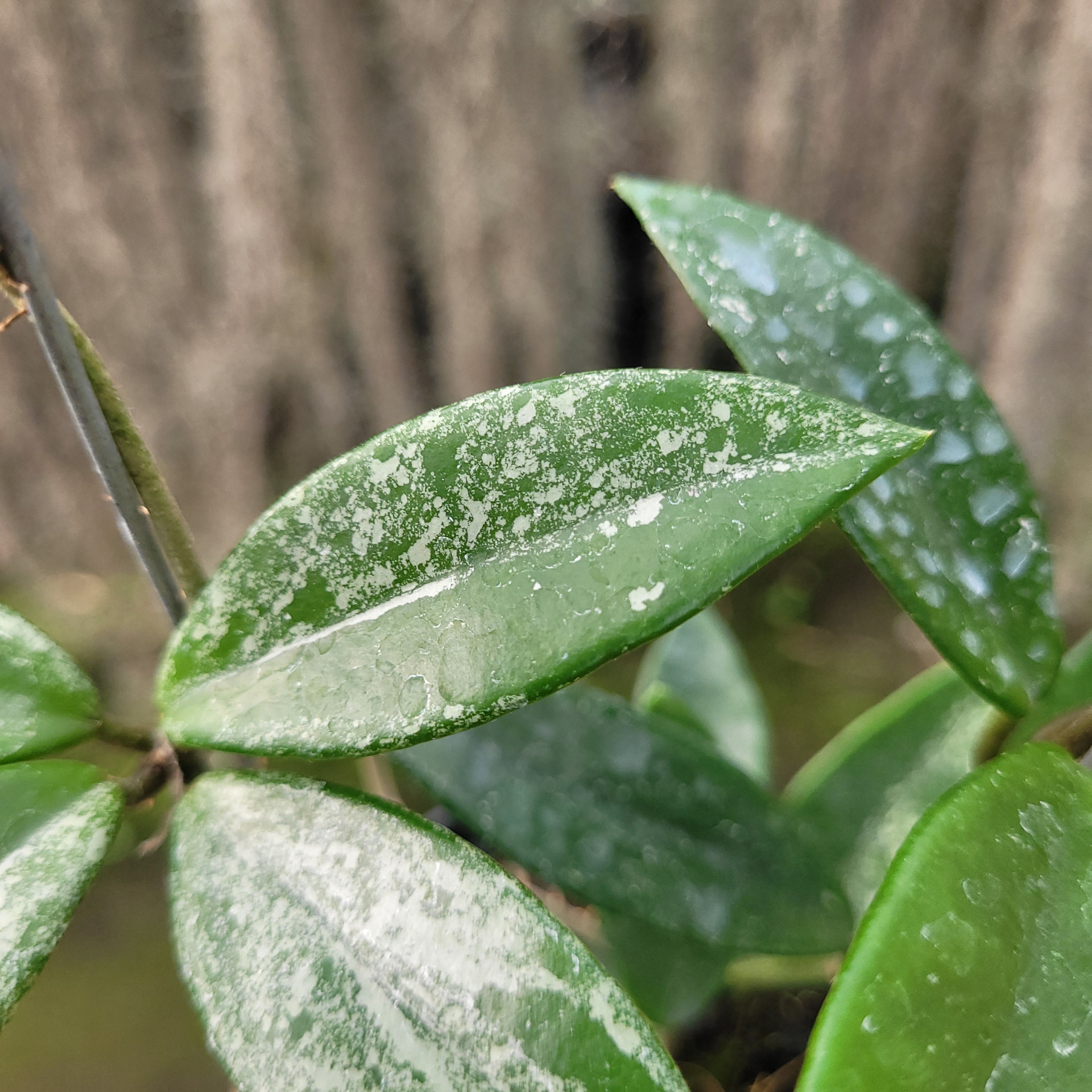 Hoya Carnosa Wilbur Graves