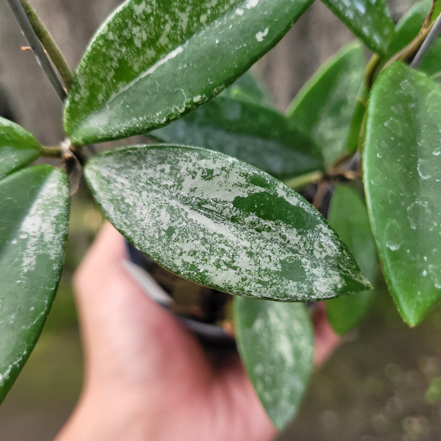 Hoya Carnosa Wilbur Graves