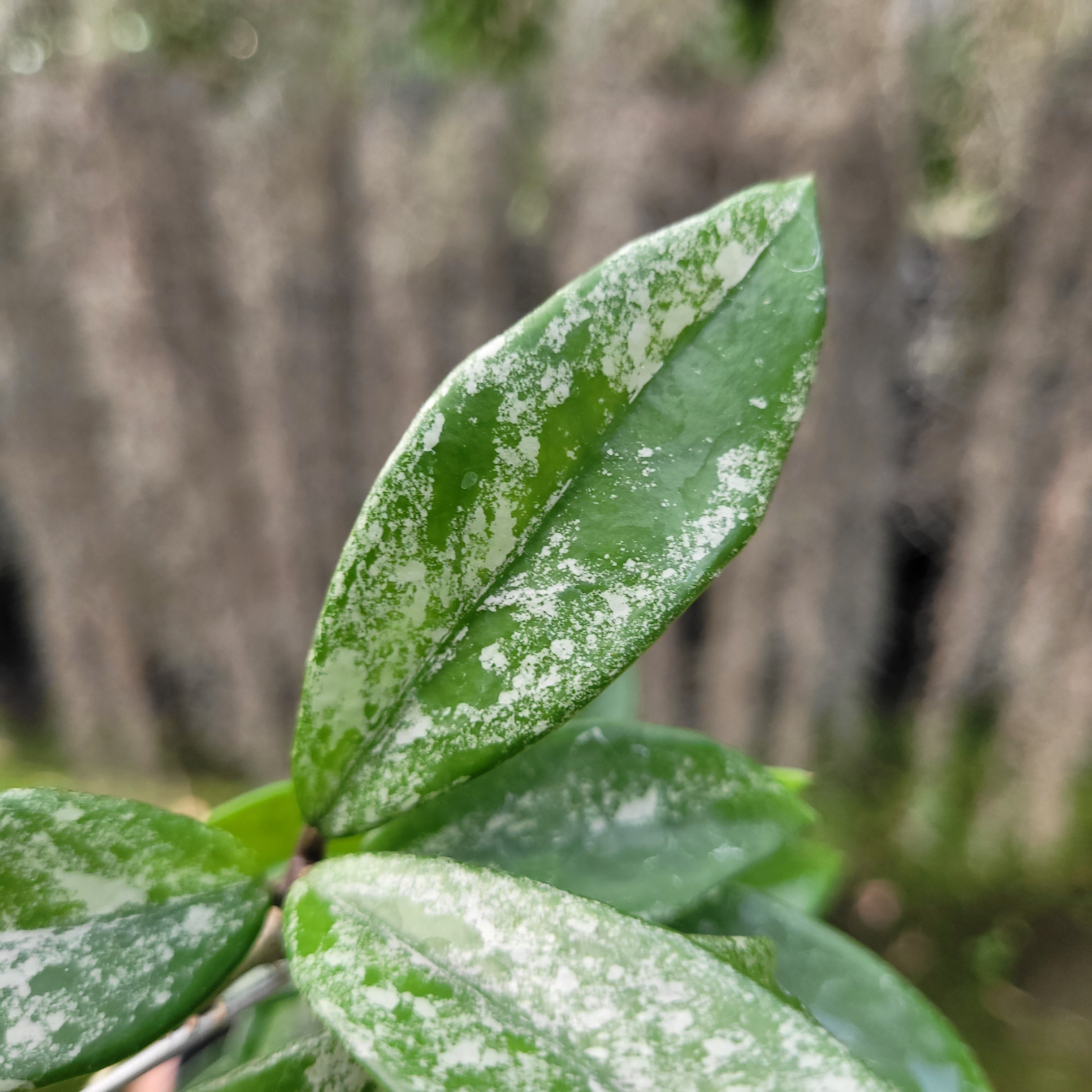 Hoya Carnosa Wilbur Graves