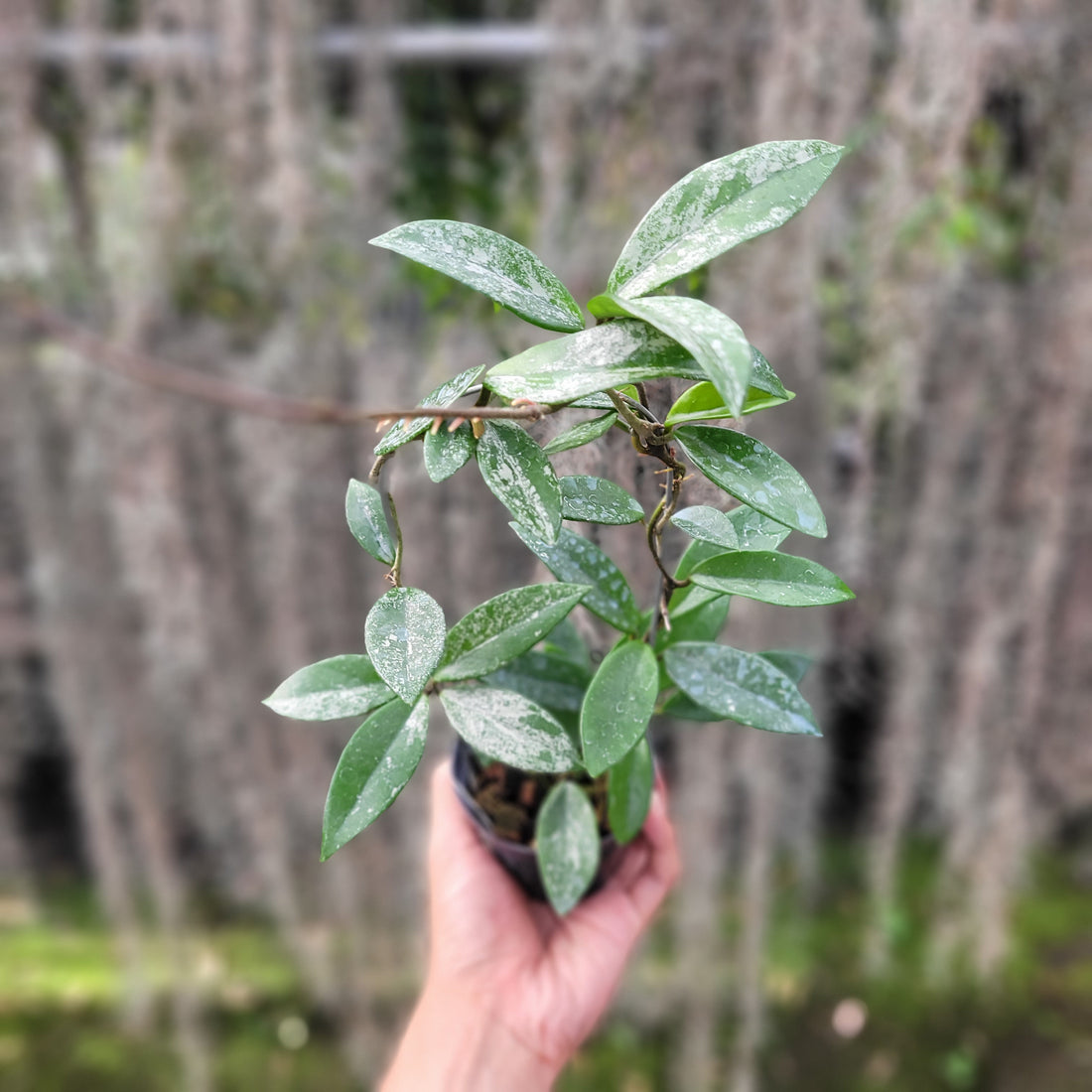 Hoya Carnosa Wilbur Graves