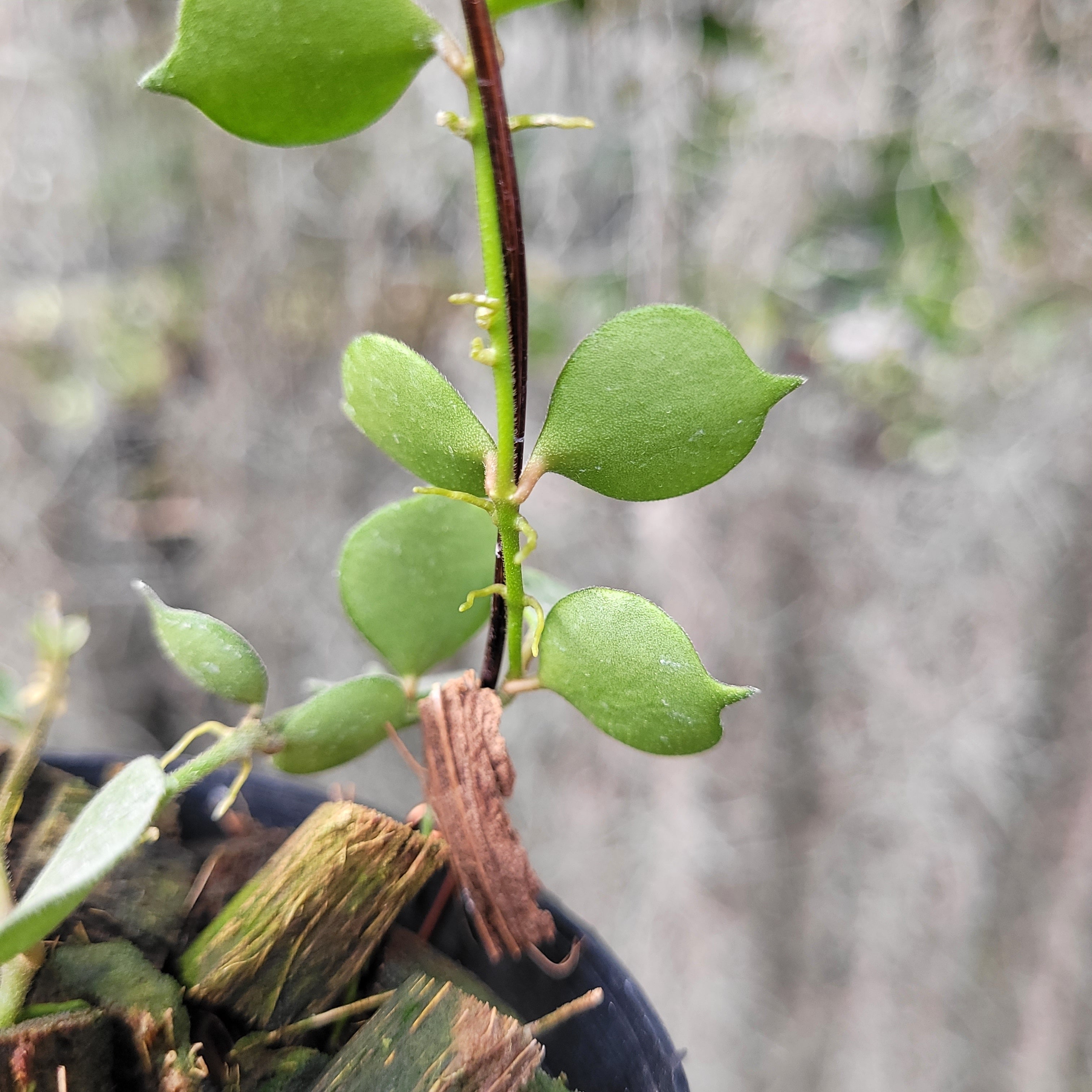 Hoya Curtisii Silver