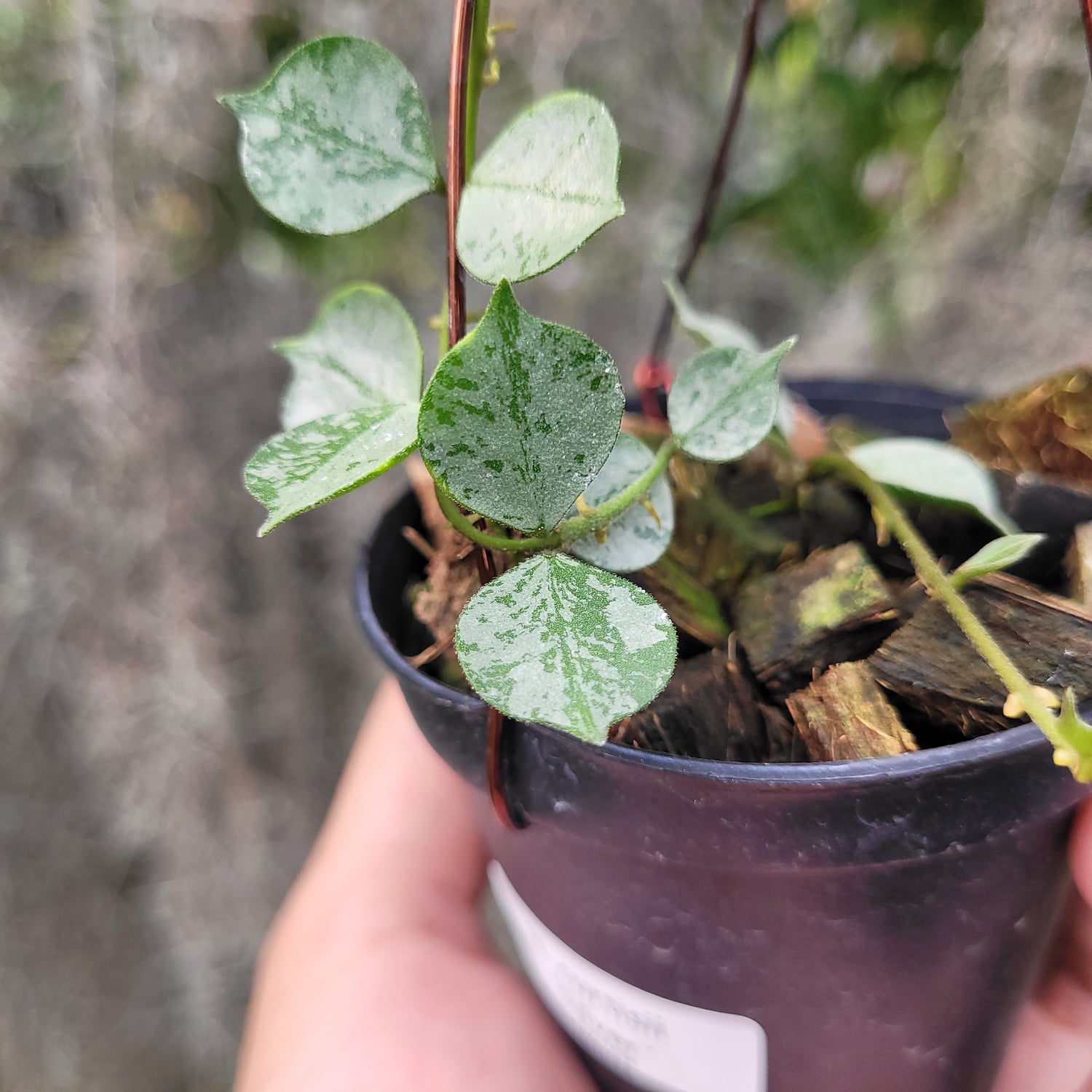 Hoya Curtisii Silver