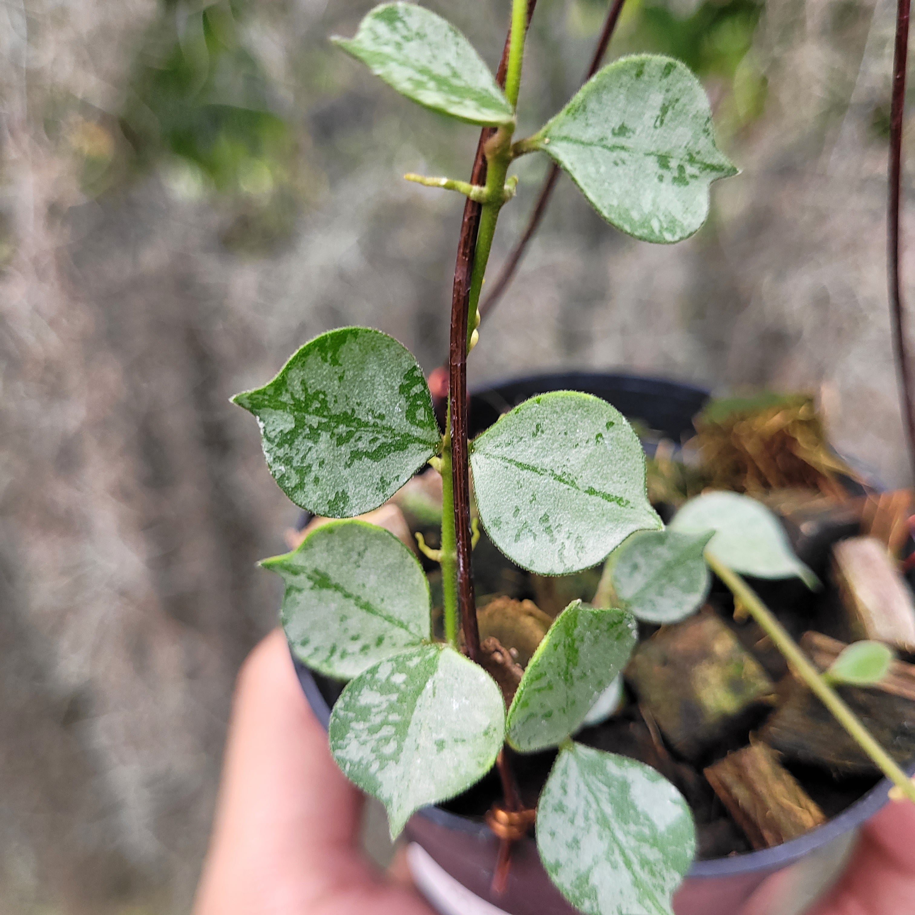 Hoya Curtisii Silver