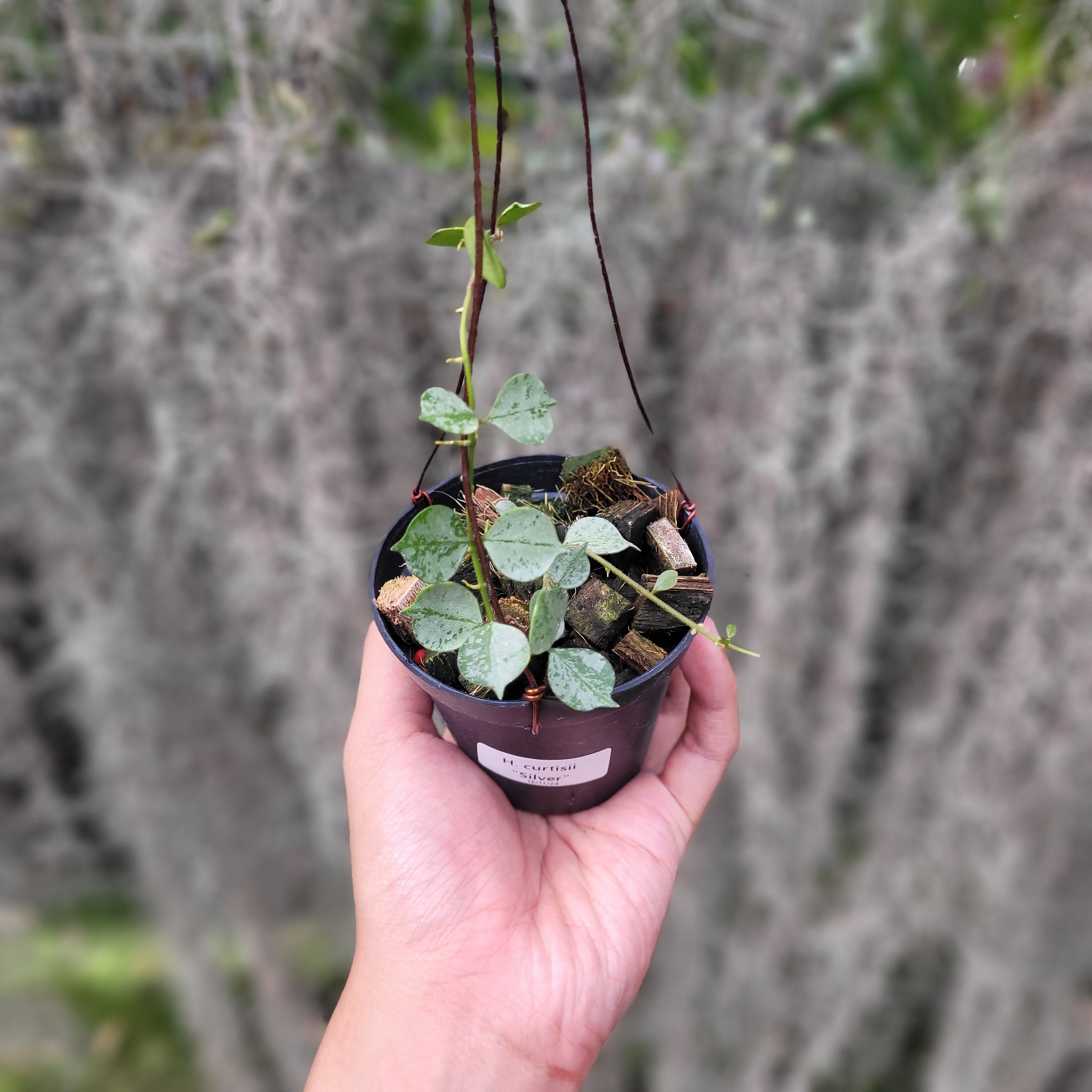 Hoya Curtisii Silver