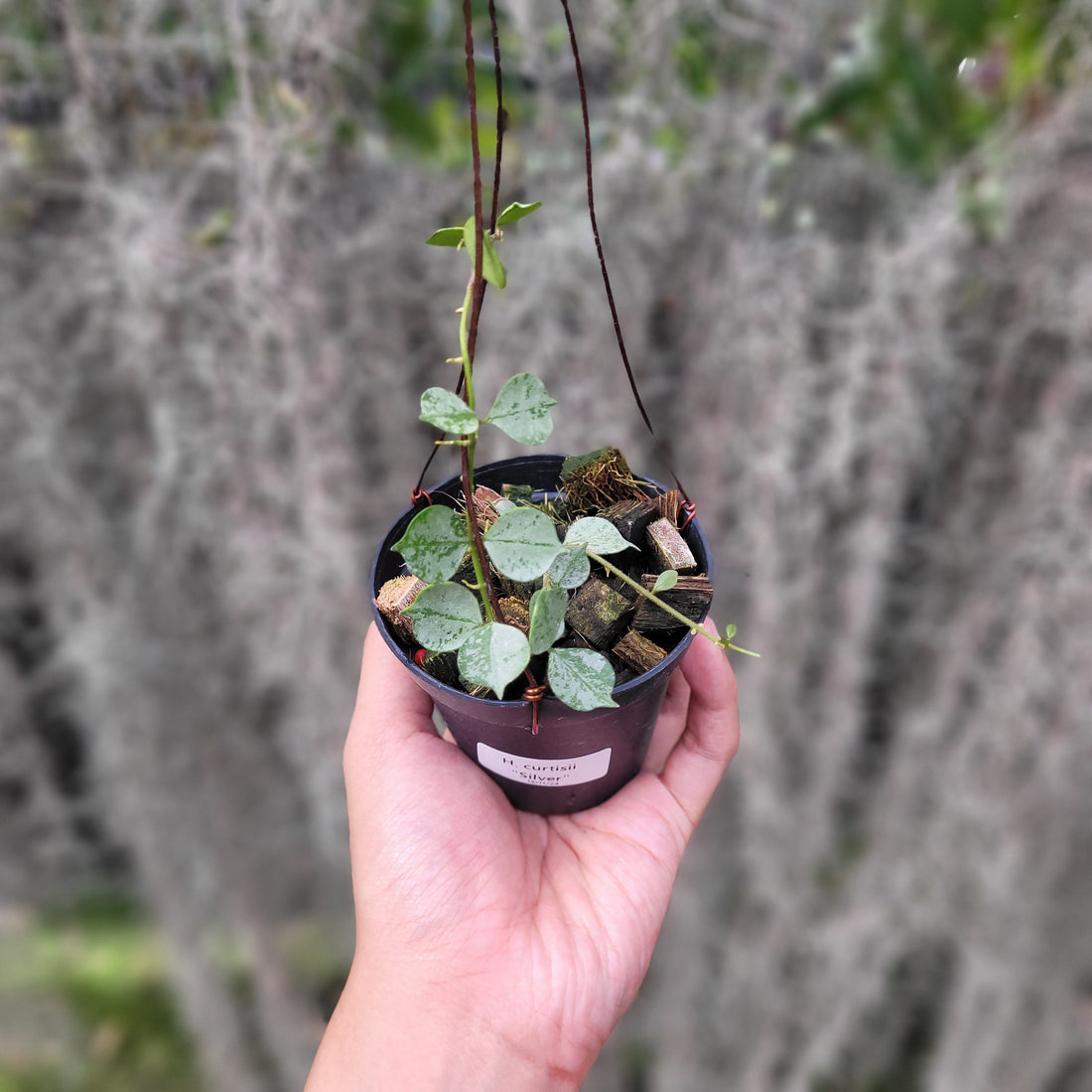 π Hoya Curtisii Silver (100% off)
