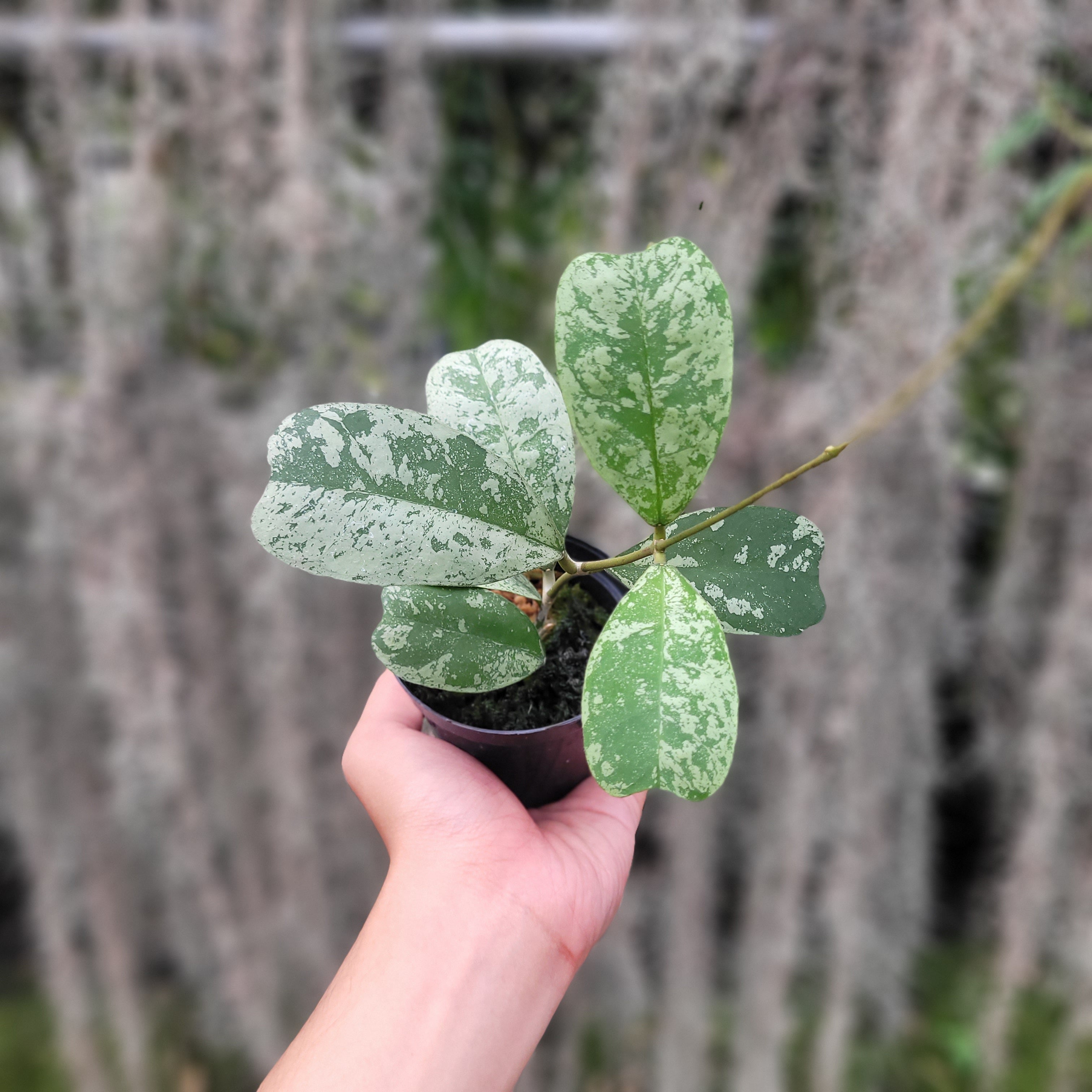 Hoya Deykeae Morning Dew