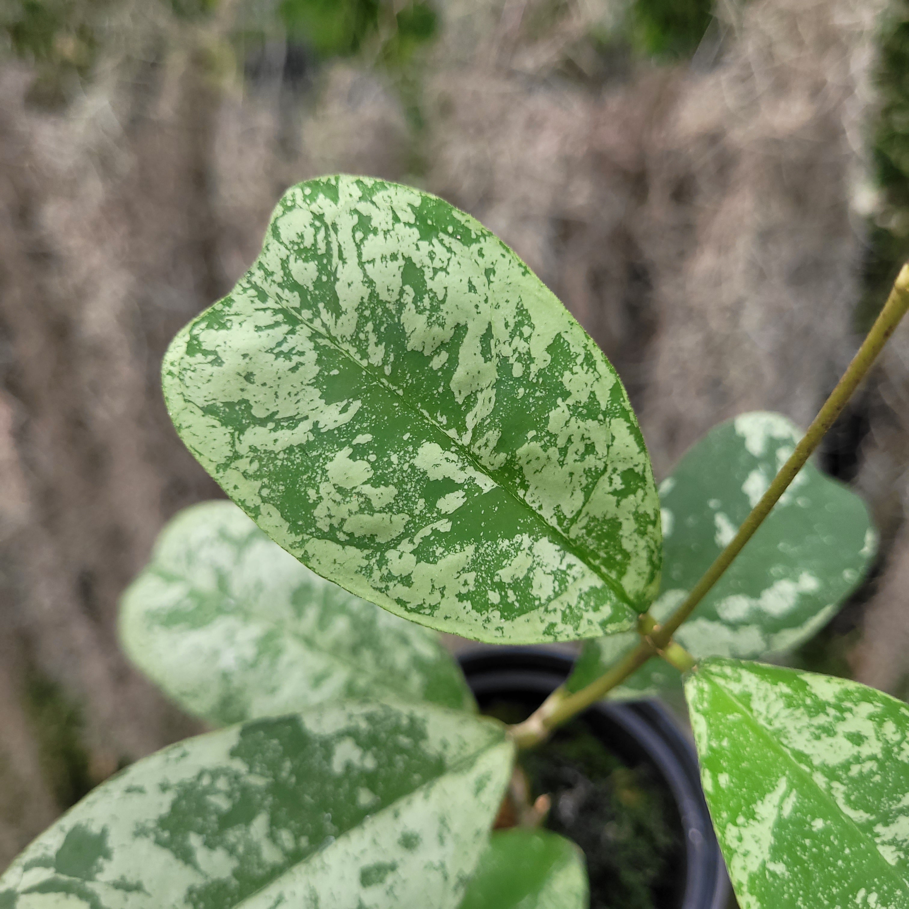 Hoya Deykeae Morning Dew