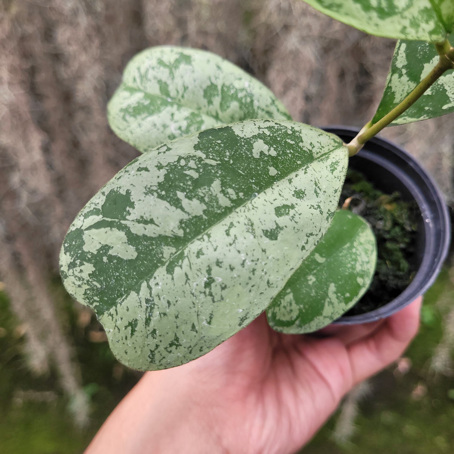 Hoya Deykeae Morning Dew