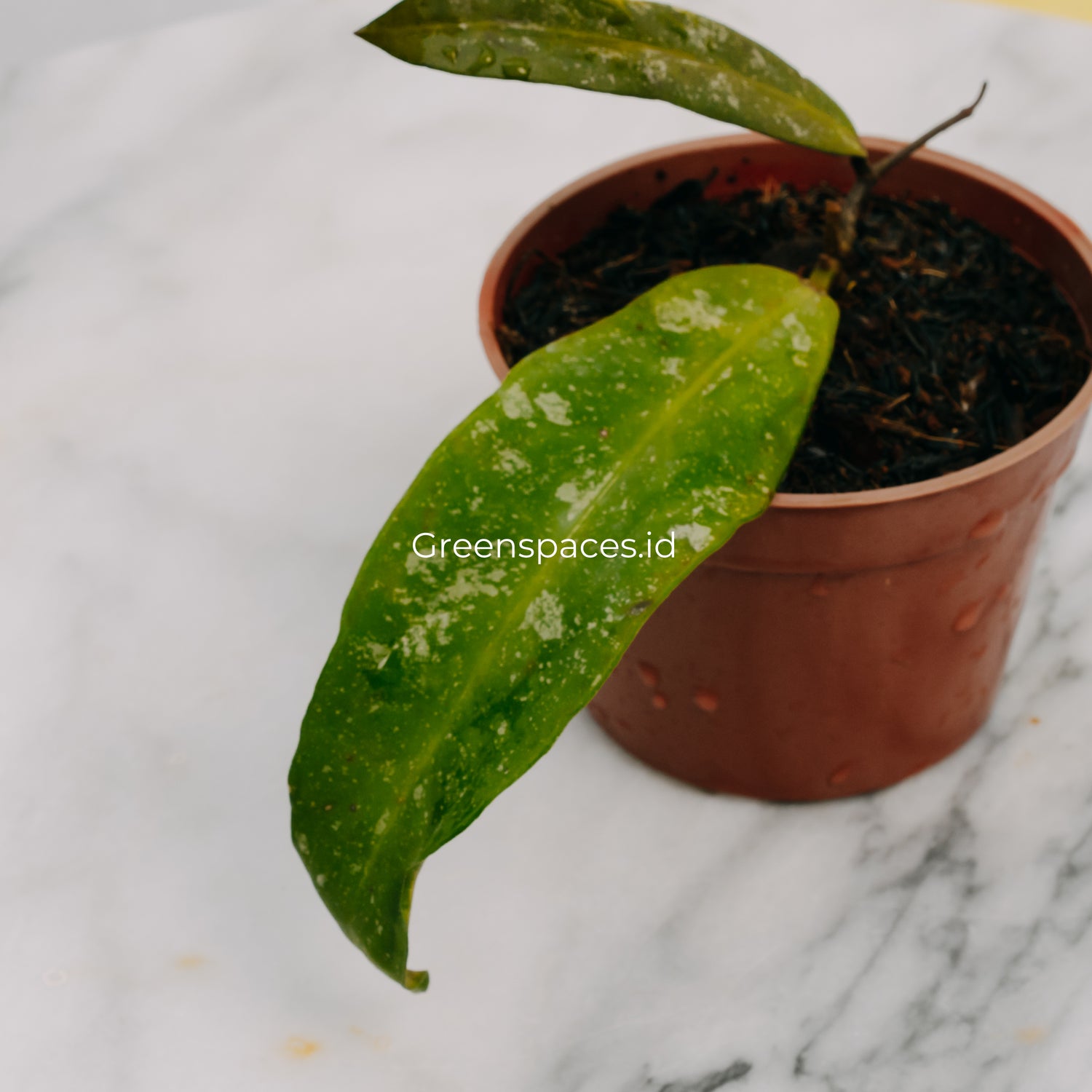 Hoya Scortechinii Splash