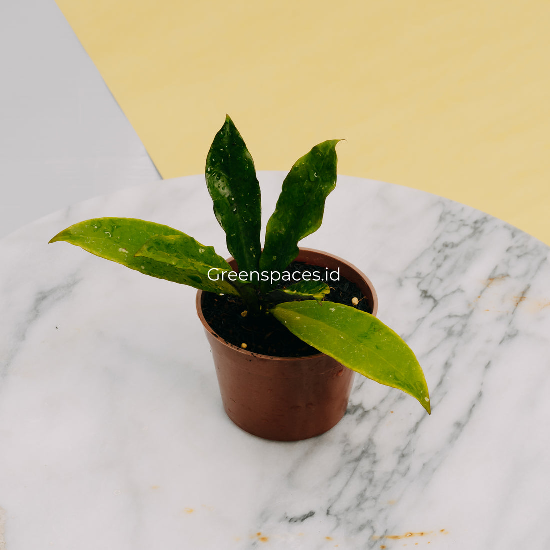 Hoya SLM-01 Buntokensis