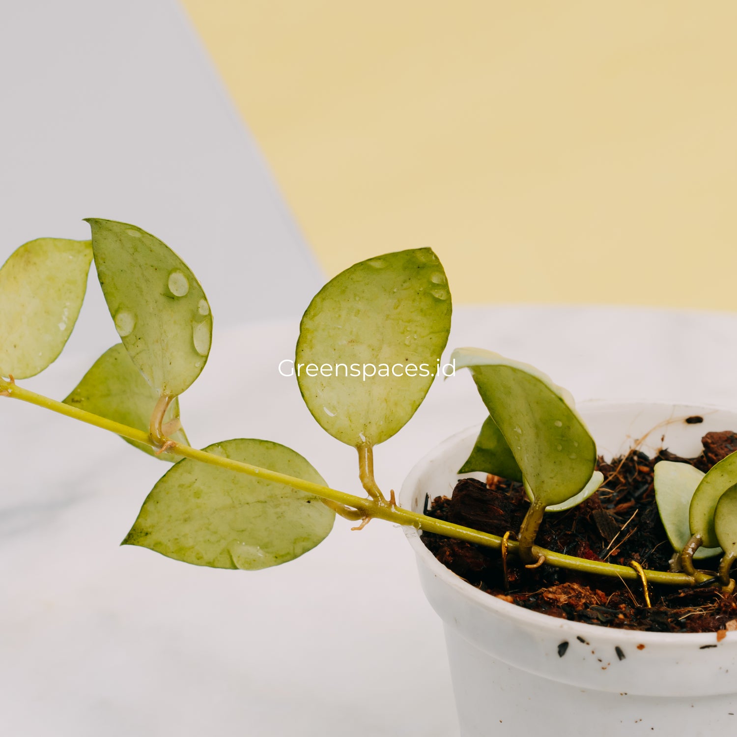 Hoya Lacunosa Fullmoon