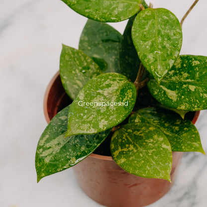 Hoya Verticilata Pacitan Splash