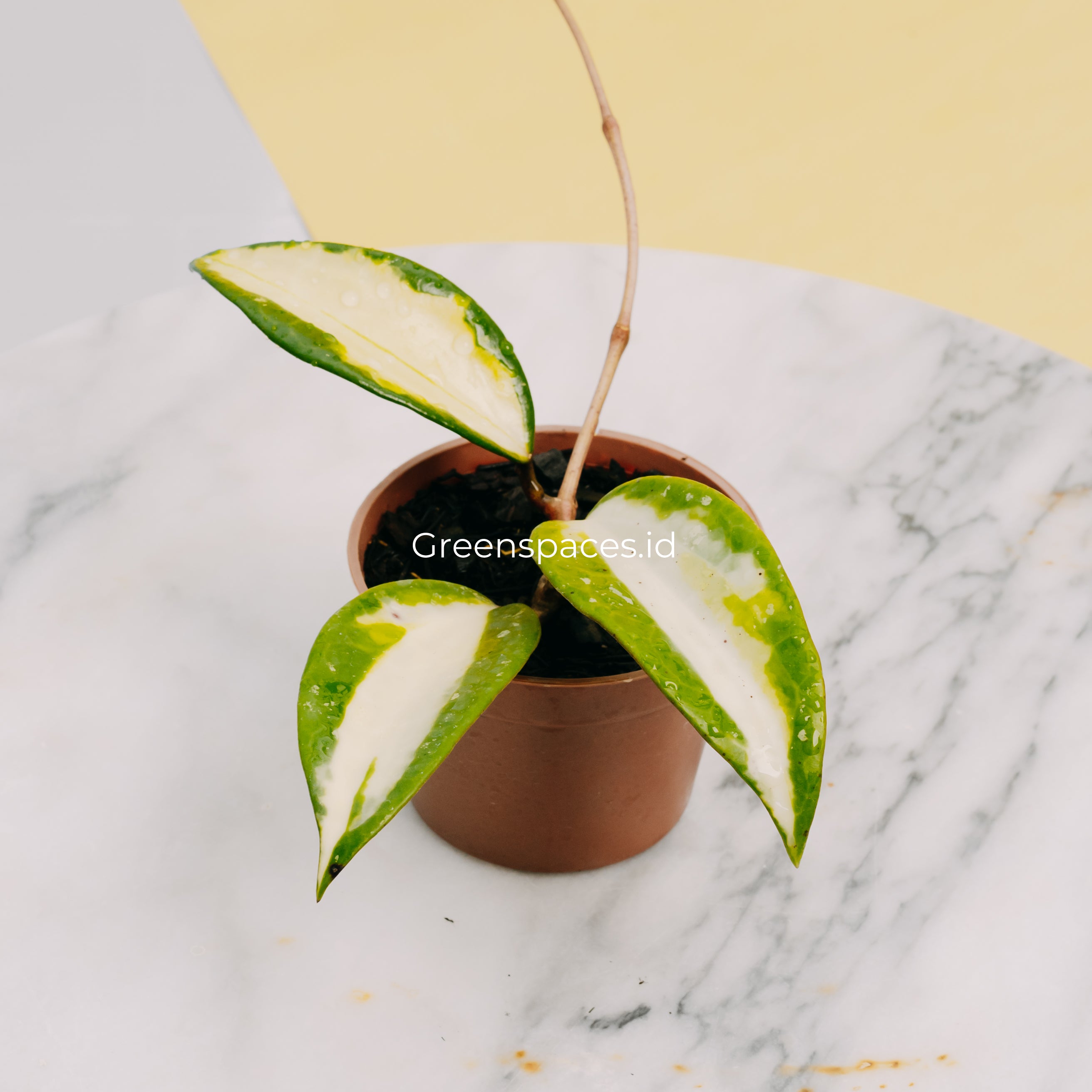 Hoya Collection | Greenspaces.id – Page 9