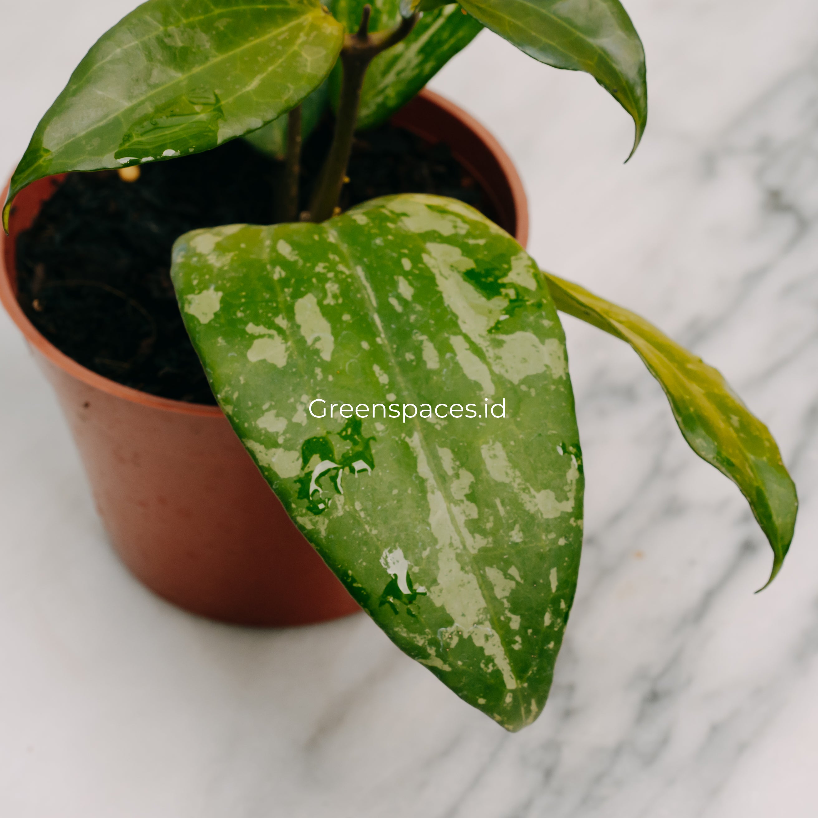 Hoya Latifolia High Splash