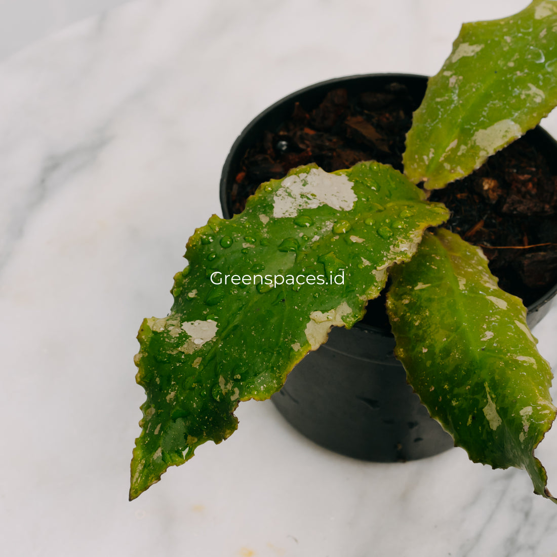 Hoya Undulata Splash