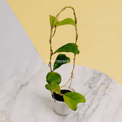 Hoya Sp Aceh Aff Deykeae