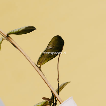 Hoya Sigilatis Silver Borneo