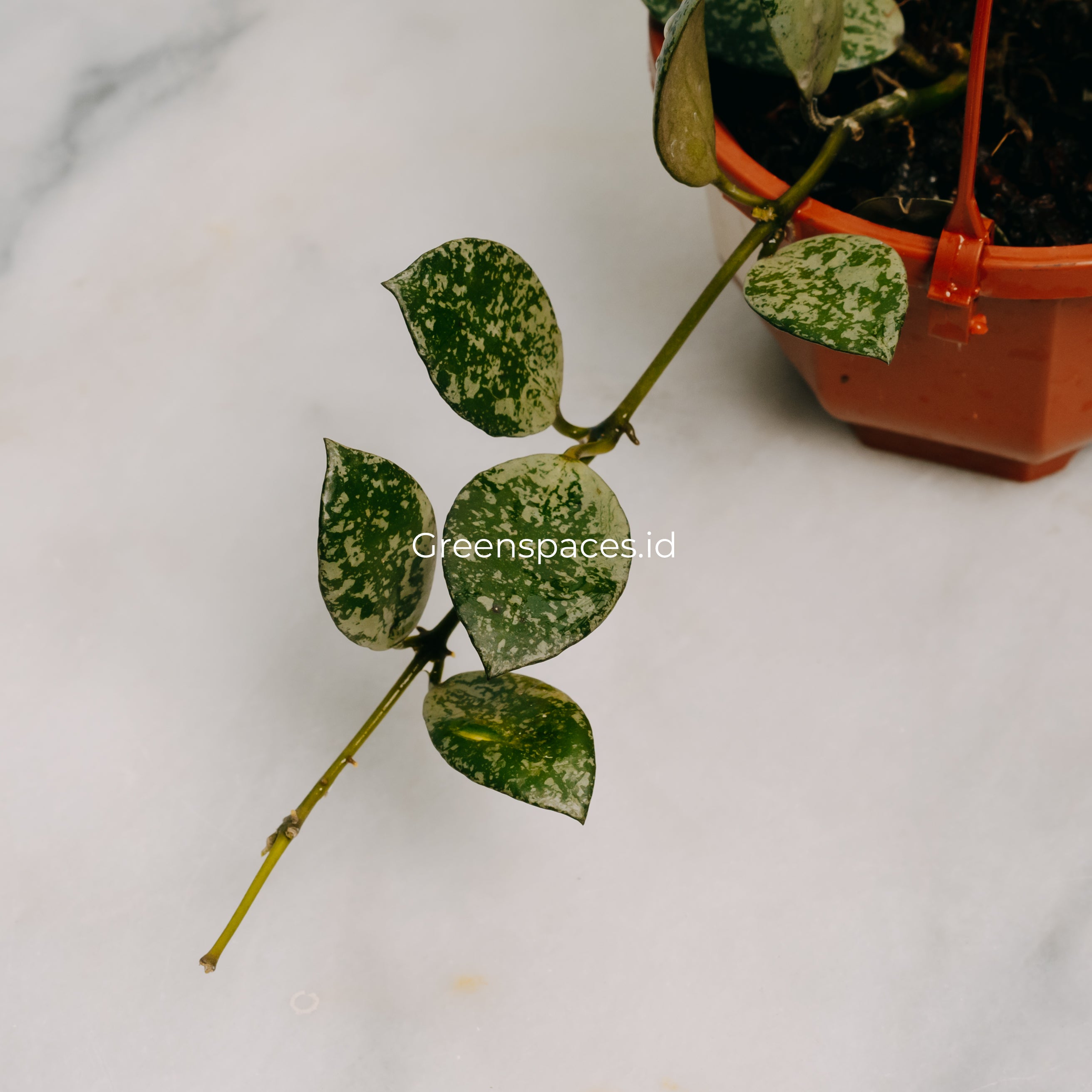 Hoya Lacunosa Grey Ash Spalsh