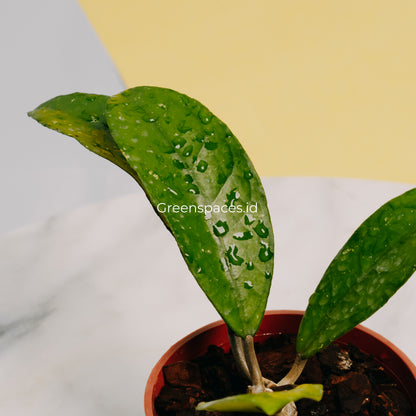 Hoya Fauziana Sp Kalbar