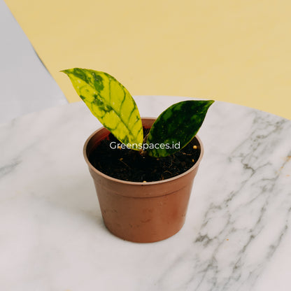 Hoya Callistophyla Black Dot