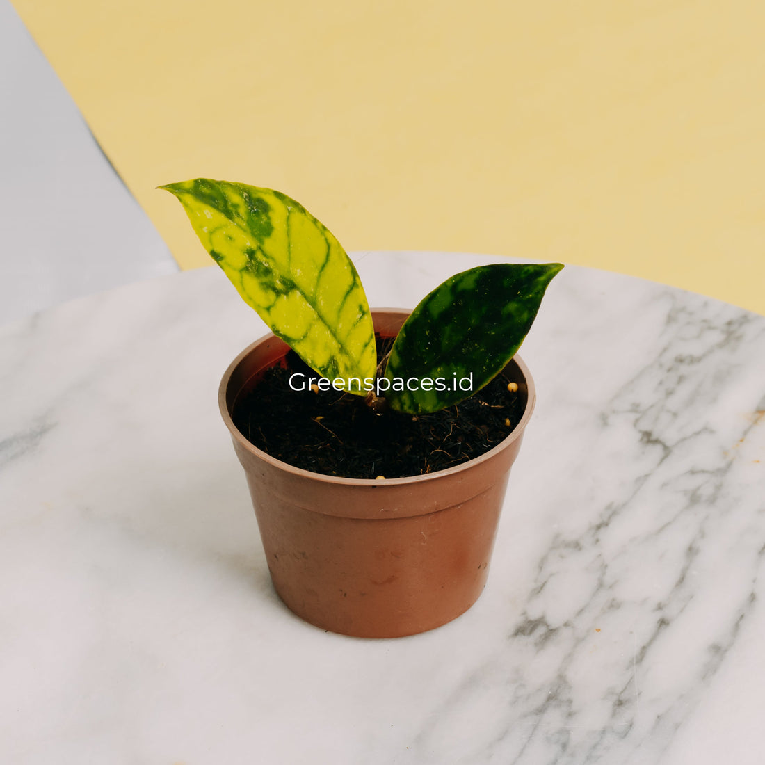 π Hoya Callistophyla Black Dot (100% off)