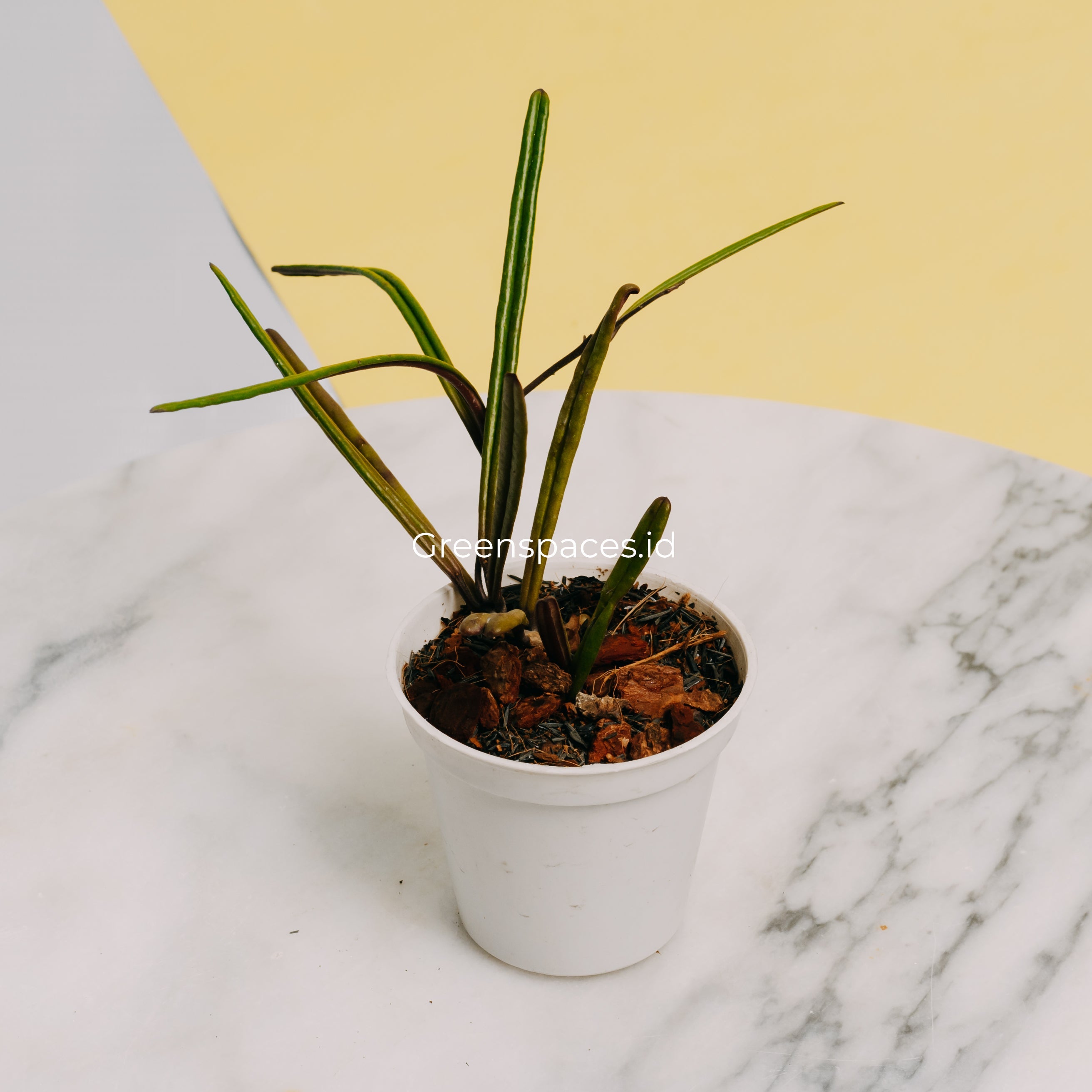 🎁 Hoya Insularis (100% off)