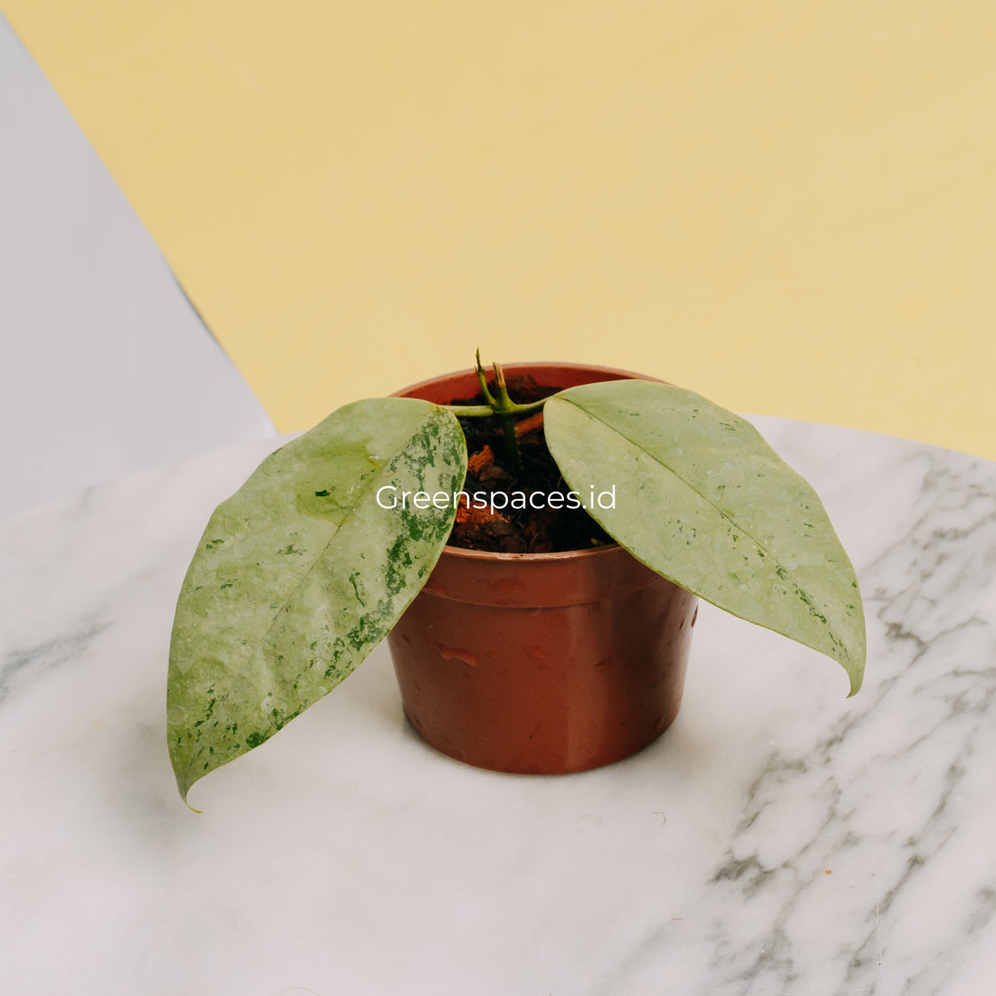 π Hoya Coriacea Silver (100% off)