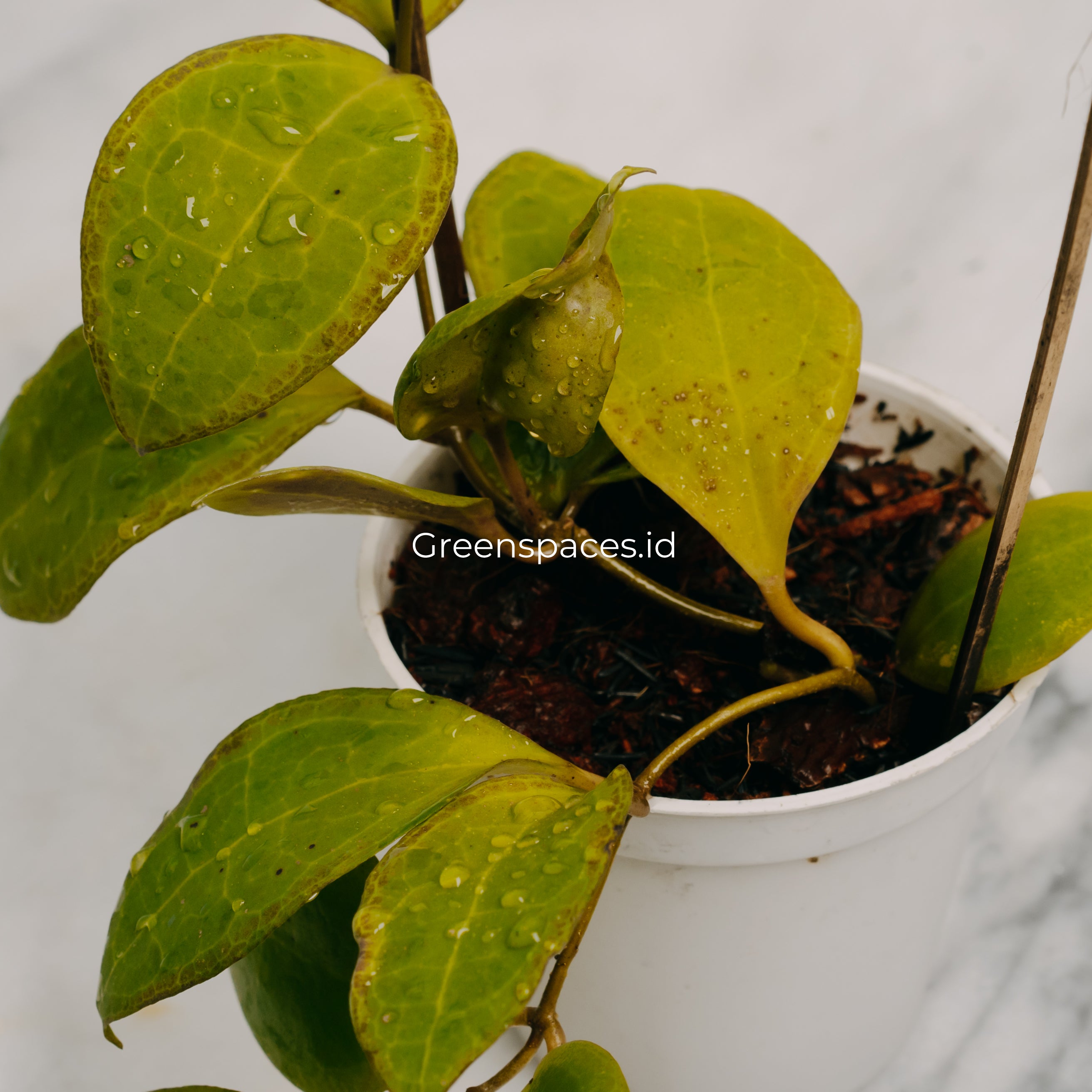 Hoya Tomataensis