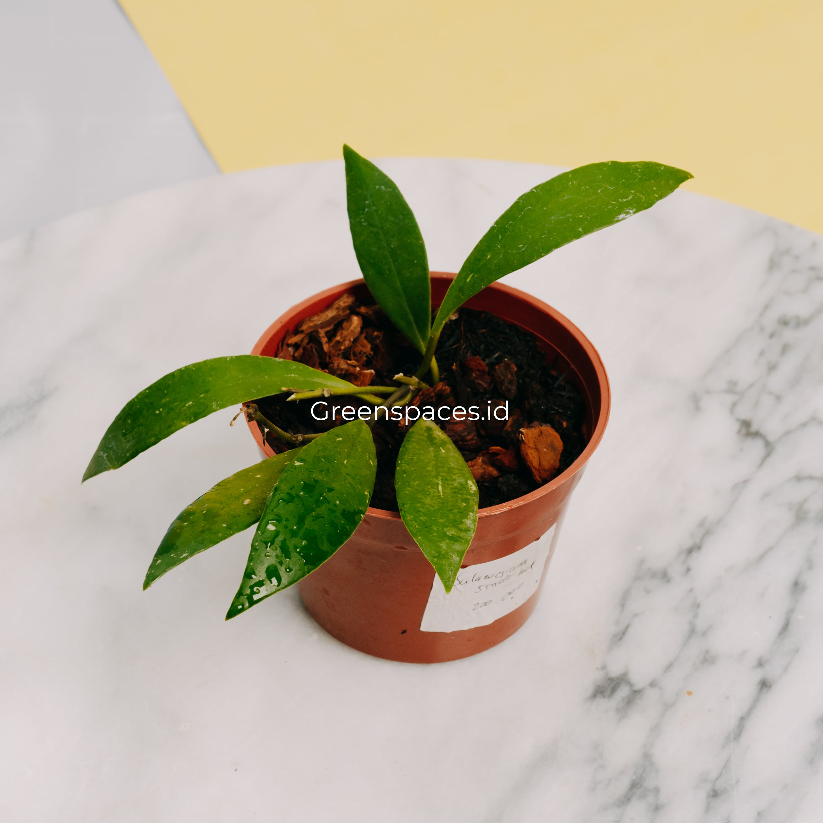 Hoya Sulawesiana Small Leaf