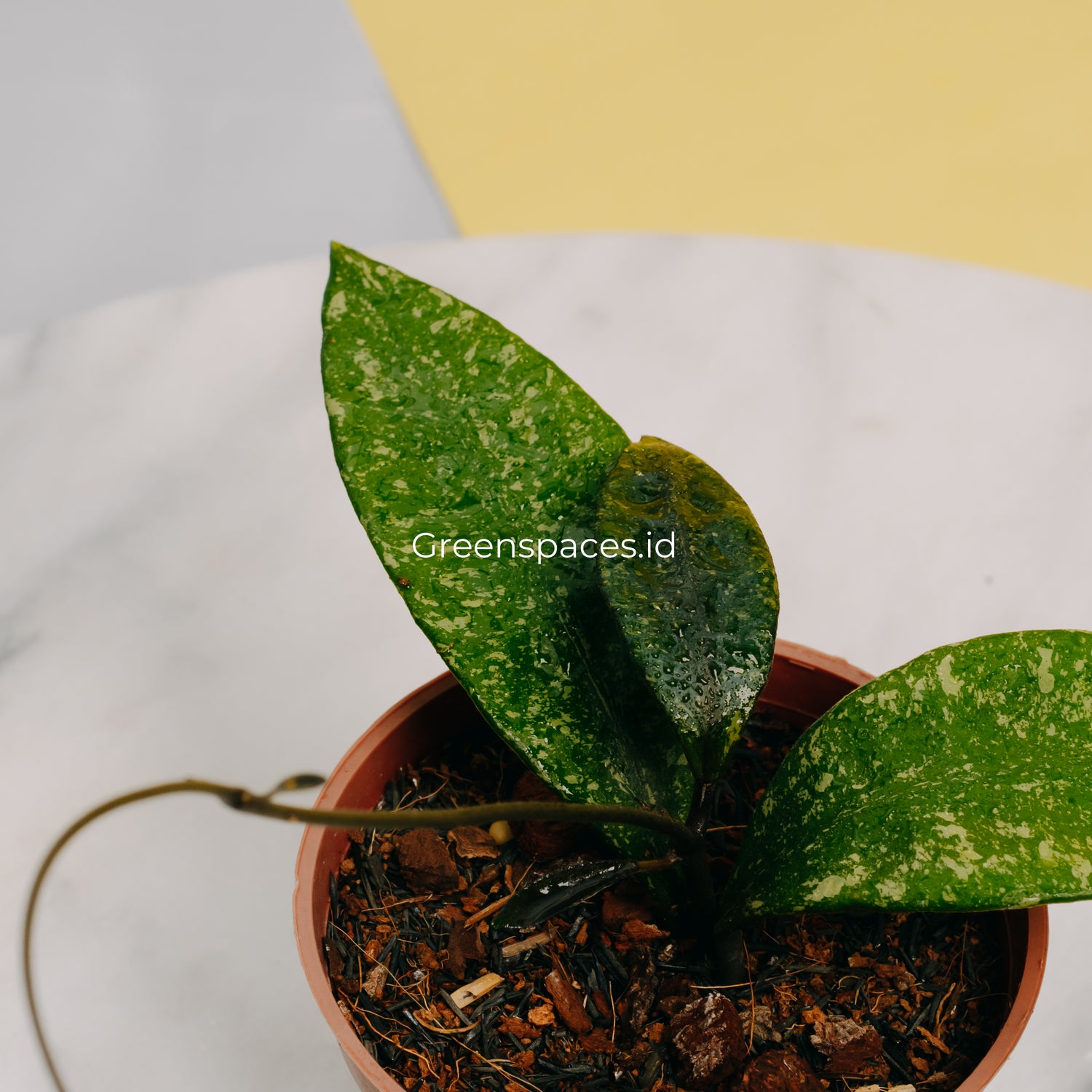 Hoya Rundumensis Splash